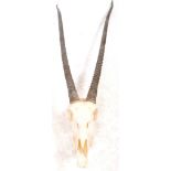 TAXIDERMY & NATURAL HISTORY - GEMSBOK SET OF ANTLER HORNS