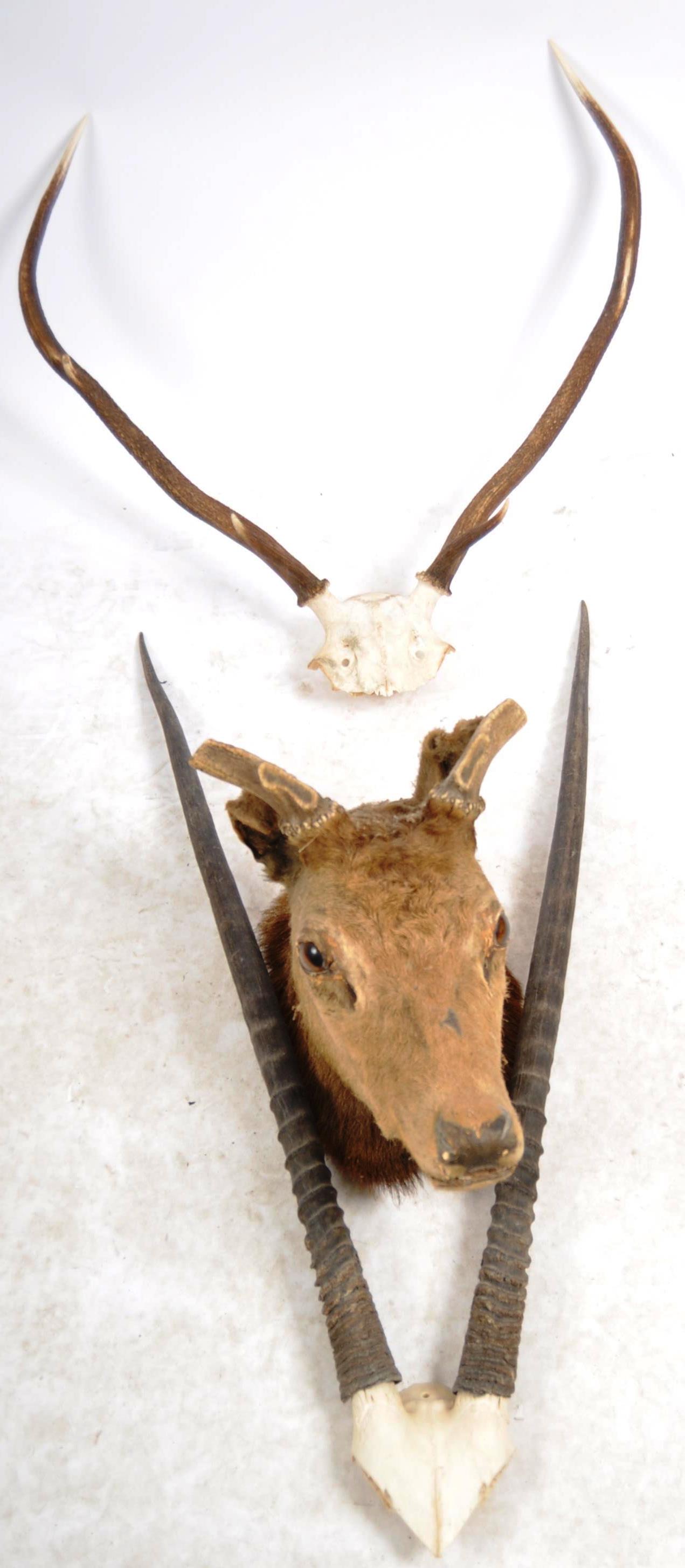 TAXIDERMY & NATURAL HISTORY - SELECTION OF ANTLERS / HORNS - Image 2 of 13