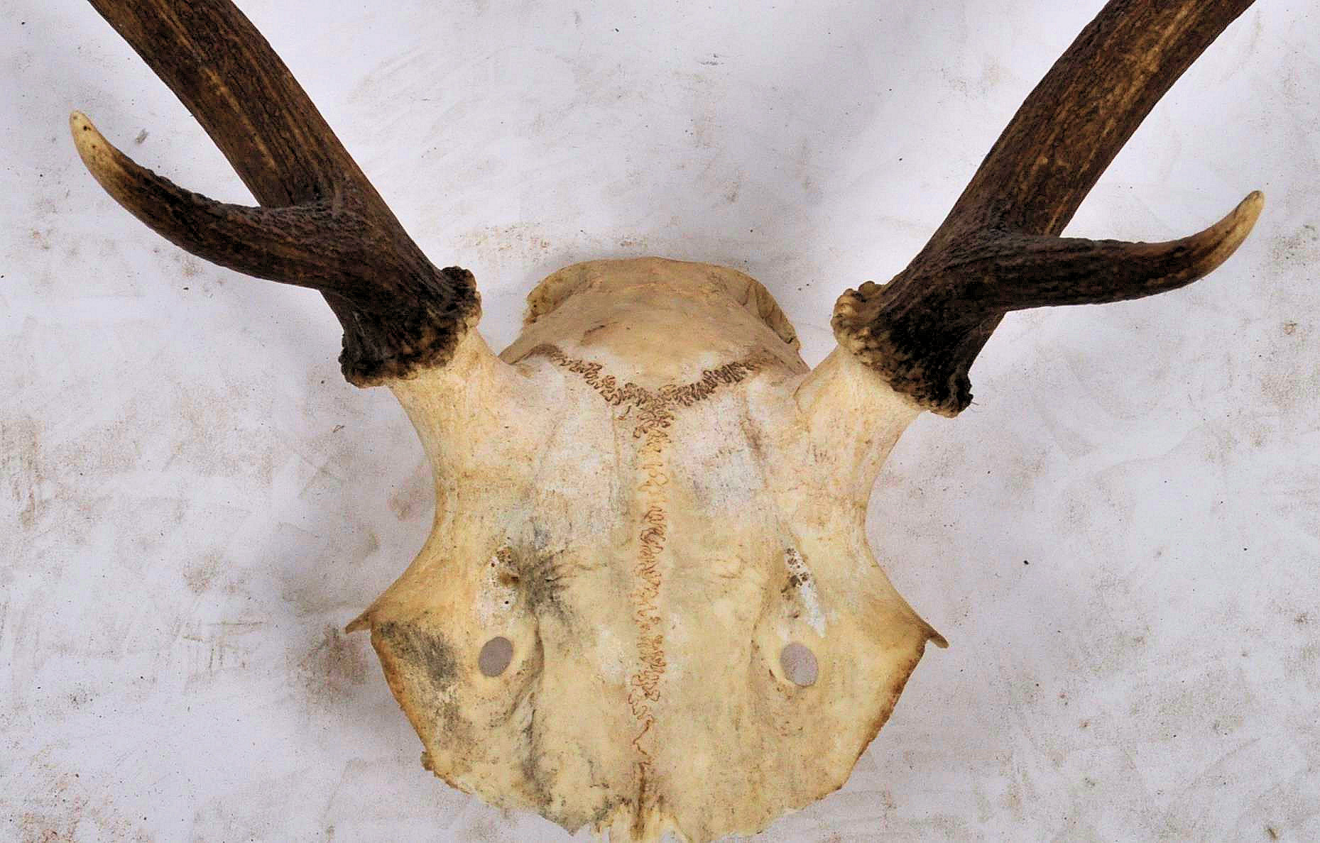 TAXIDERMY & NATURAL HISTORY - SELECTION OF ANTLERS / HORNS - Image 8 of 13