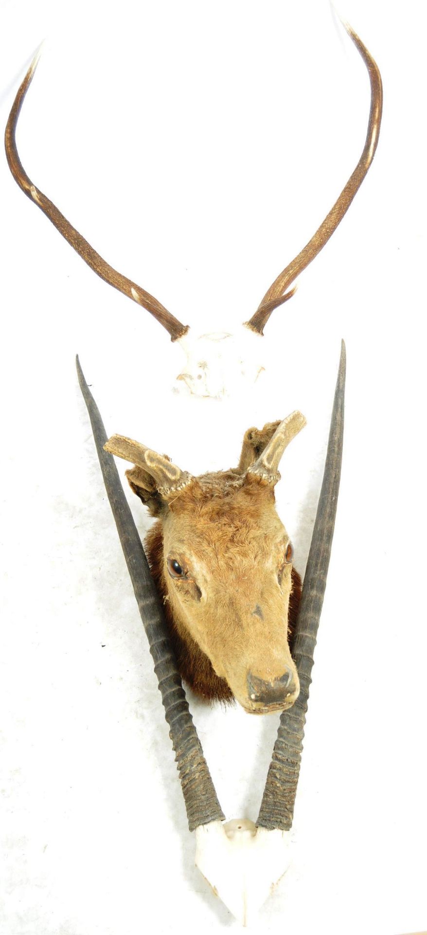 TAXIDERMY & NATURAL HISTORY - SELECTION OF ANTLERS / HORNS