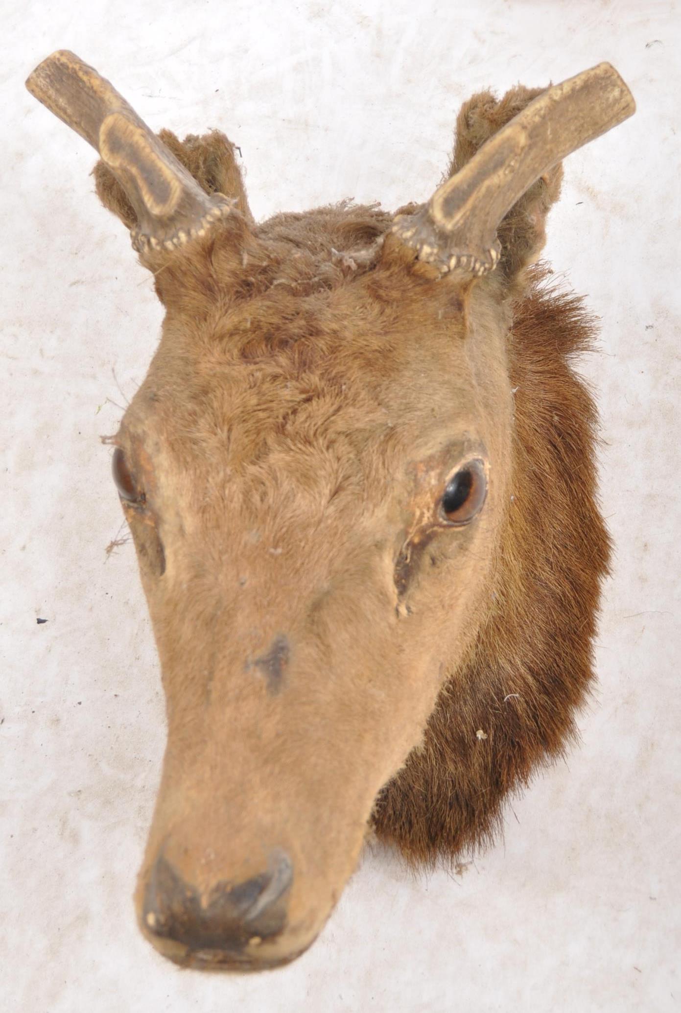 TAXIDERMY & NATURAL HISTORY - SELECTION OF ANTLERS / HORNS - Image 3 of 13