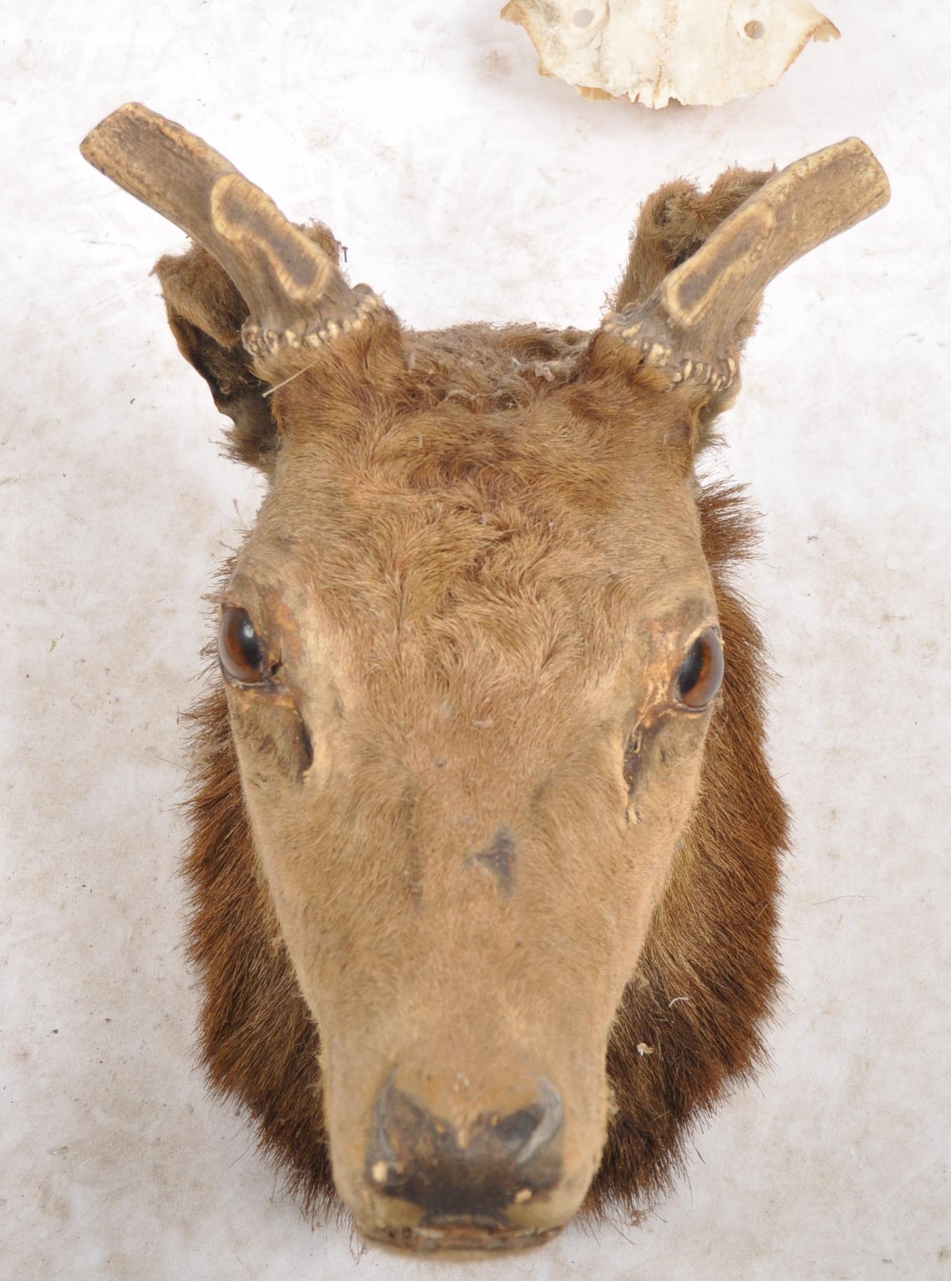 TAXIDERMY & NATURAL HISTORY - SELECTION OF ANTLERS / HORNS - Image 4 of 13