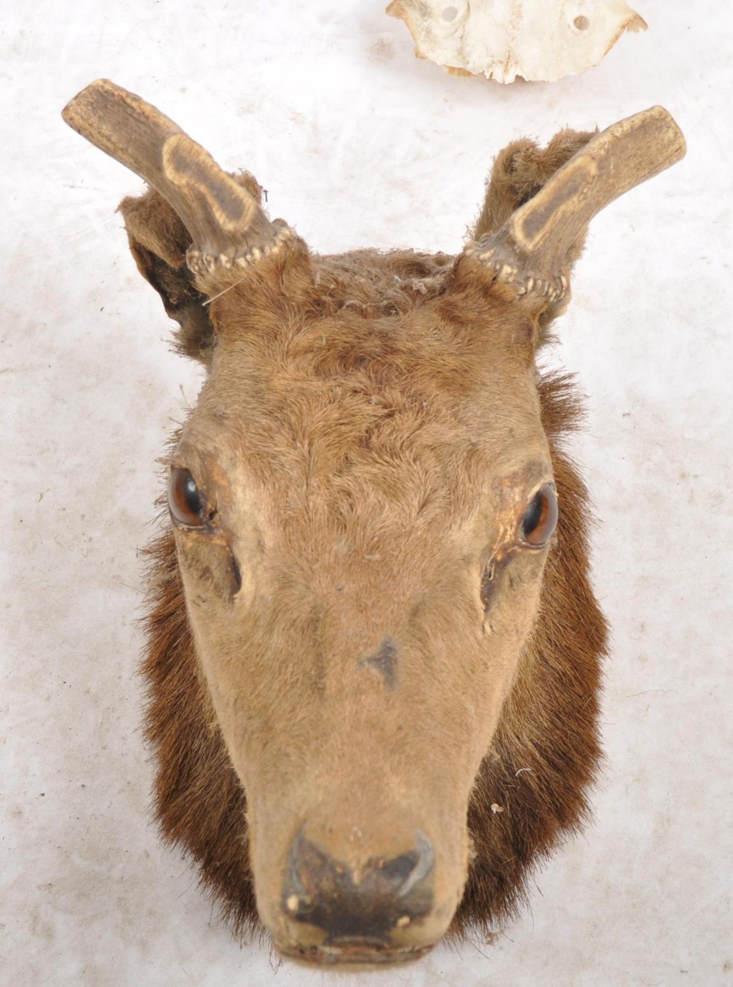 TAXIDERMY & NATURAL HISTORY - SELECTION OF ANTLERS / HORNS - Image 4 of 13