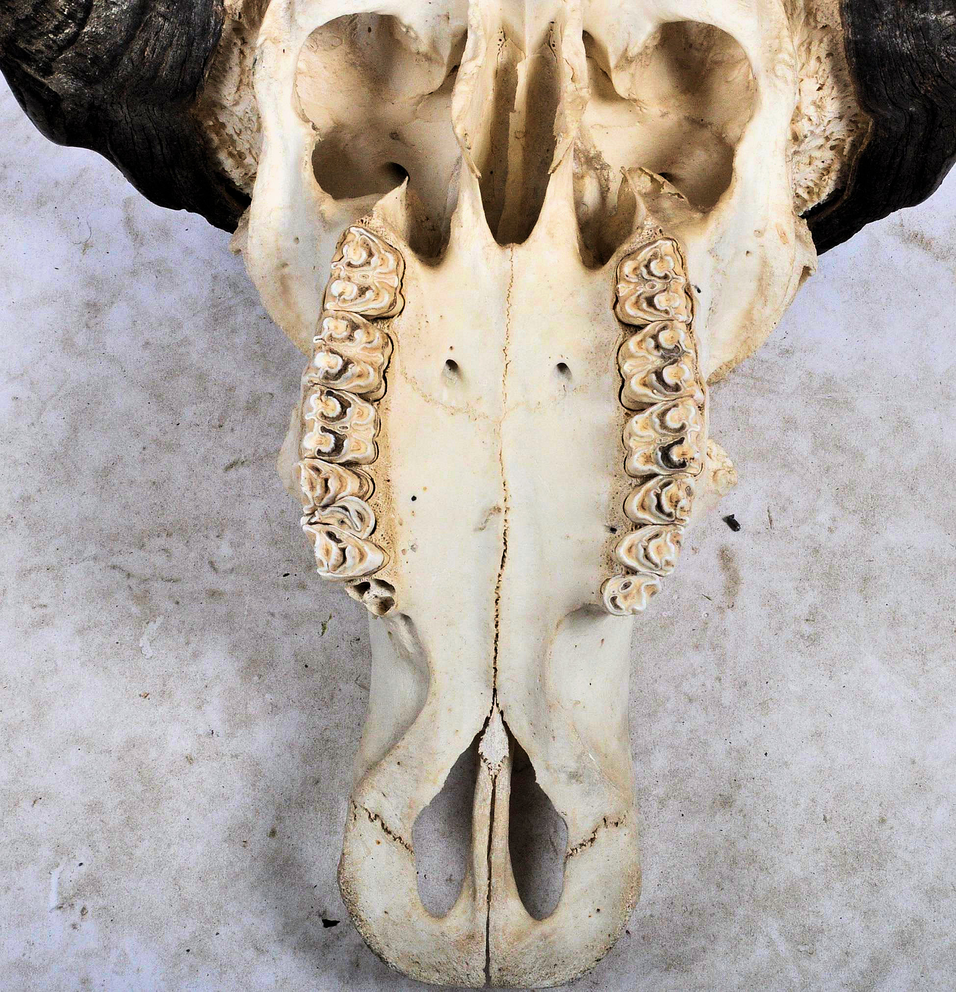 TAXIDERMY & NATURAL HISTORY - WATER BUFFALO SKULL & HORNS - Image 7 of 10