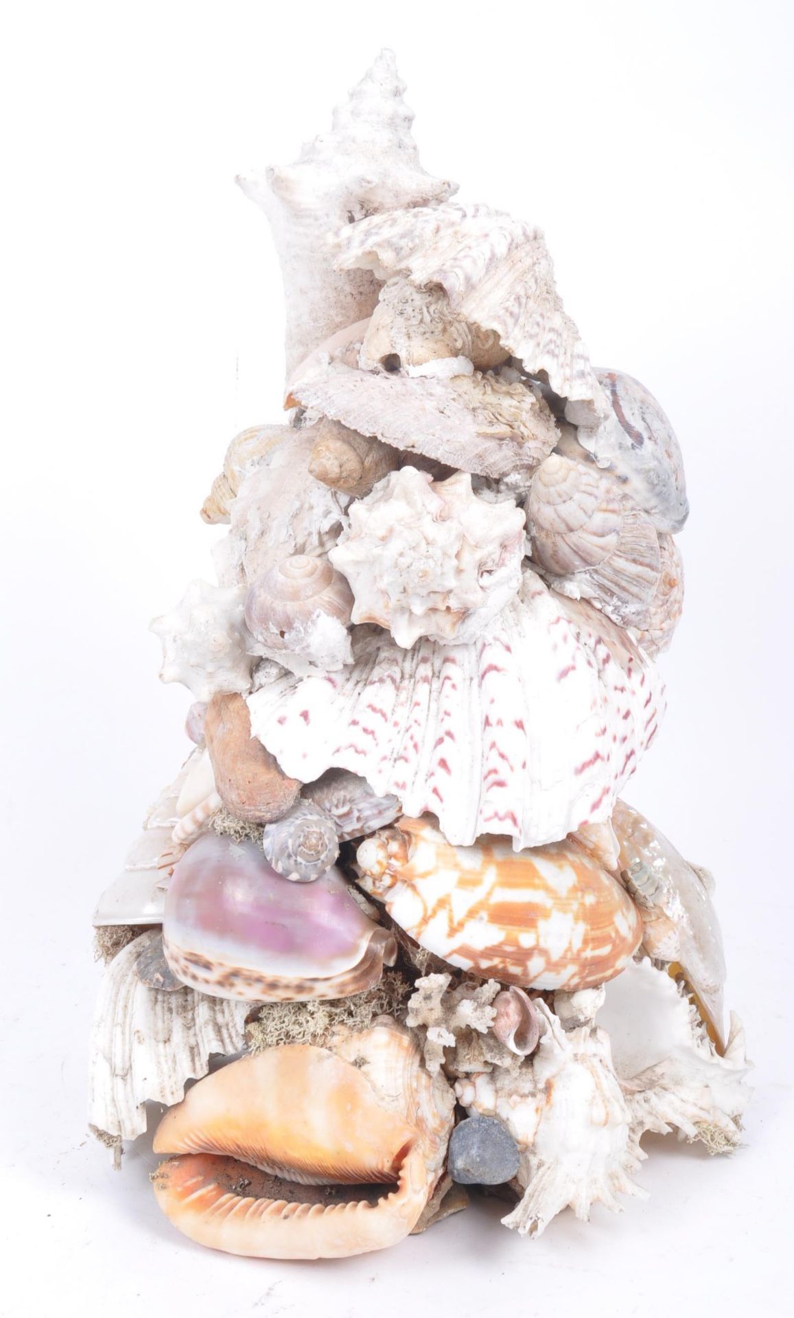 LATE 19TH CENTURY VICTORIAN SEASHELL DISPLAY - Image 5 of 6