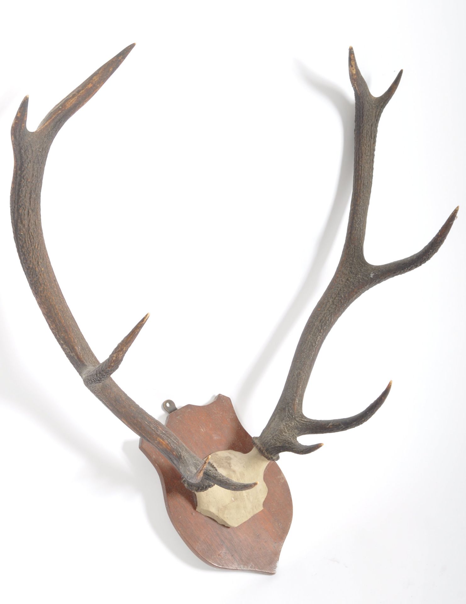 TAXIDERMY & NATURAL HISTORY - SET OF STAG ANTLER HORNS - Image 4 of 5