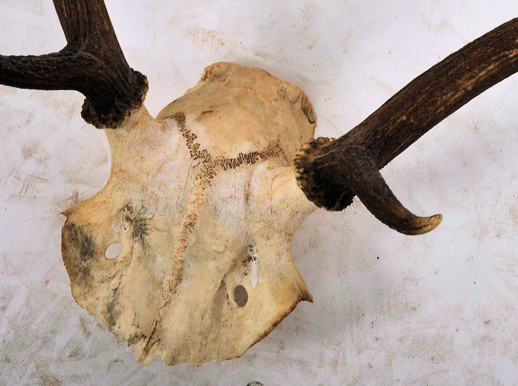 TAXIDERMY & NATURAL HISTORY - SELECTION OF ANTLERS / HORNS - Image 9 of 13