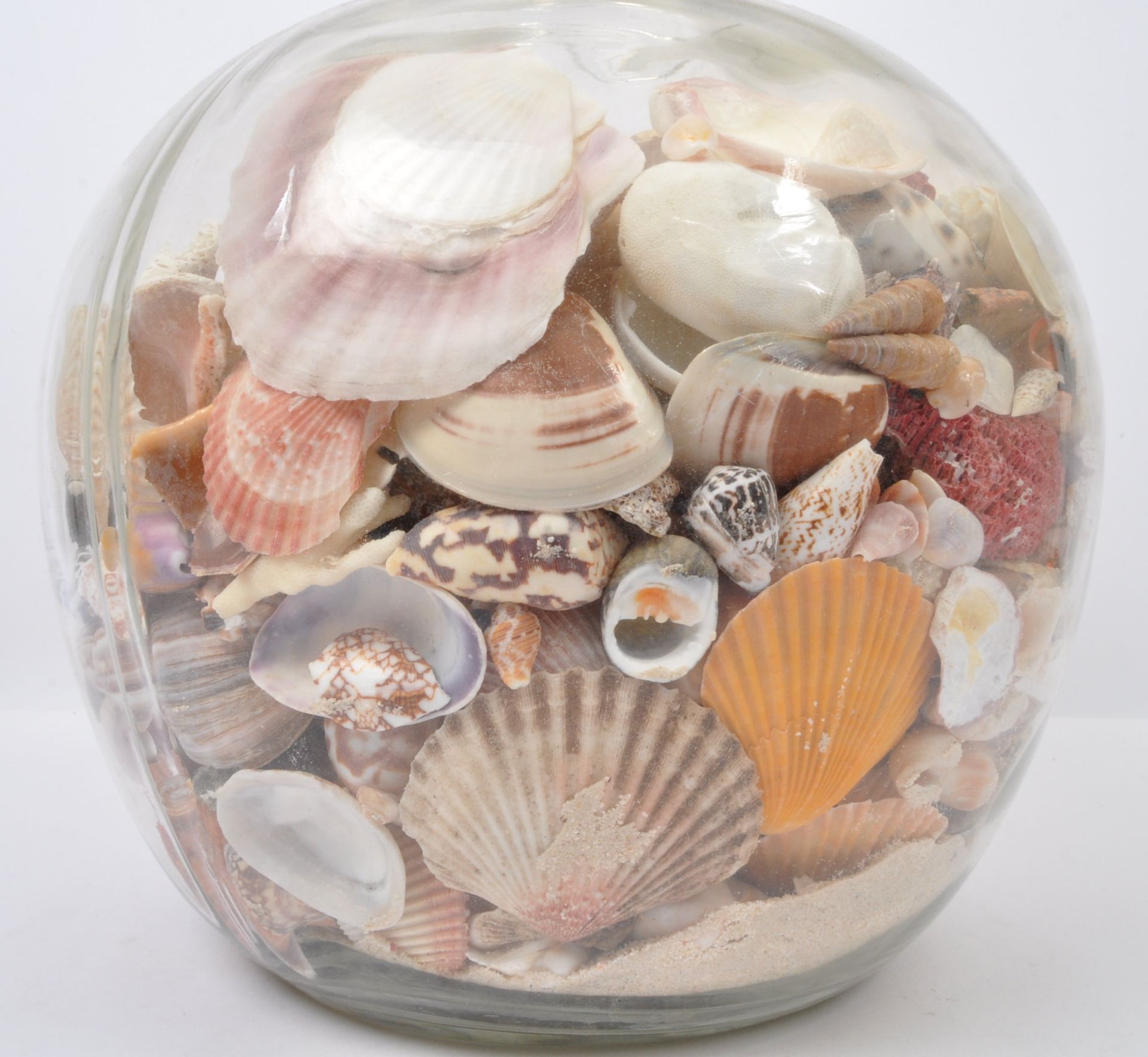 COLLECTION OF SEASHELLS IN GLASS TERRARIUM - Image 5 of 5