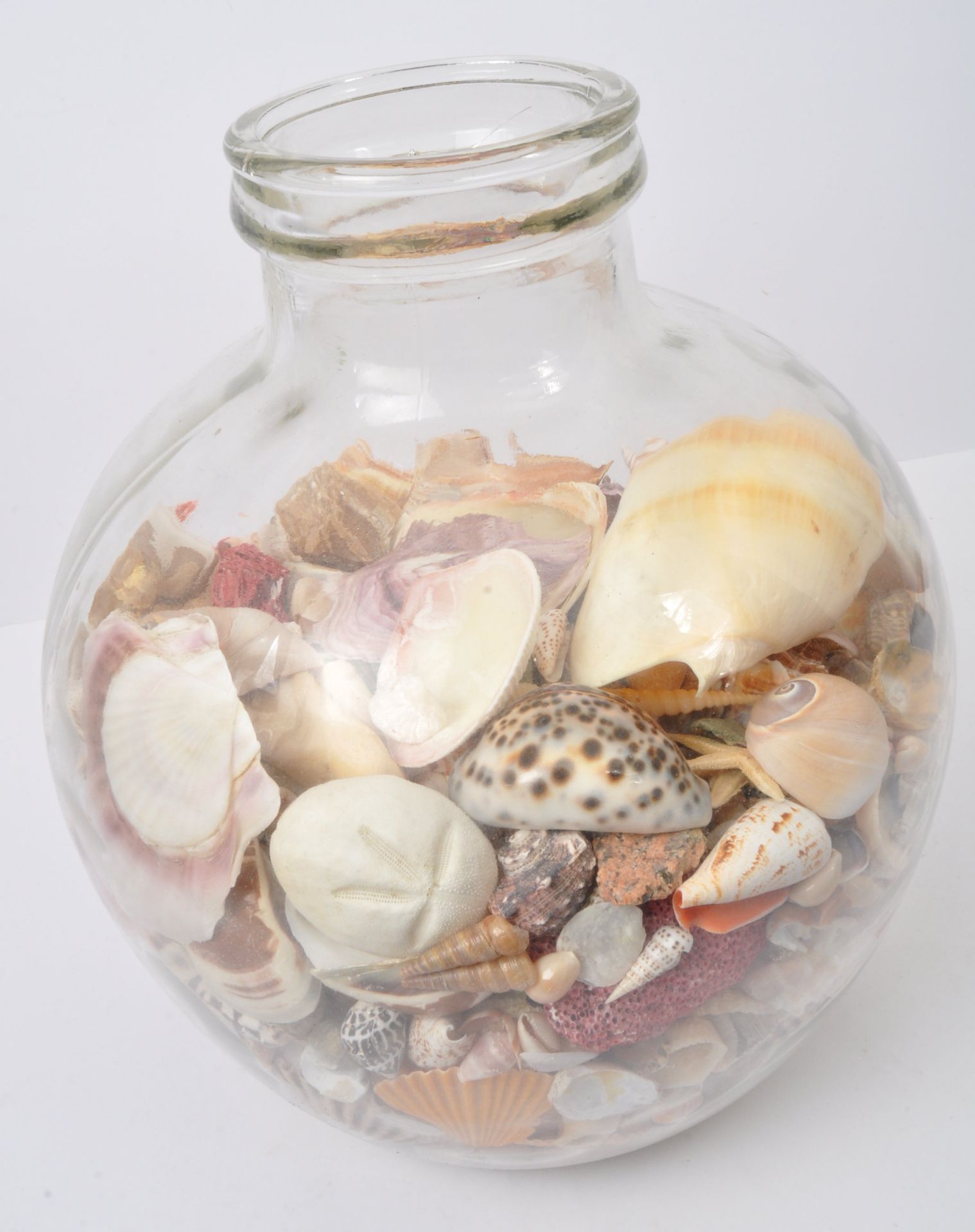 COLLECTION OF SEASHELLS IN GLASS TERRARIUM - Image 2 of 5