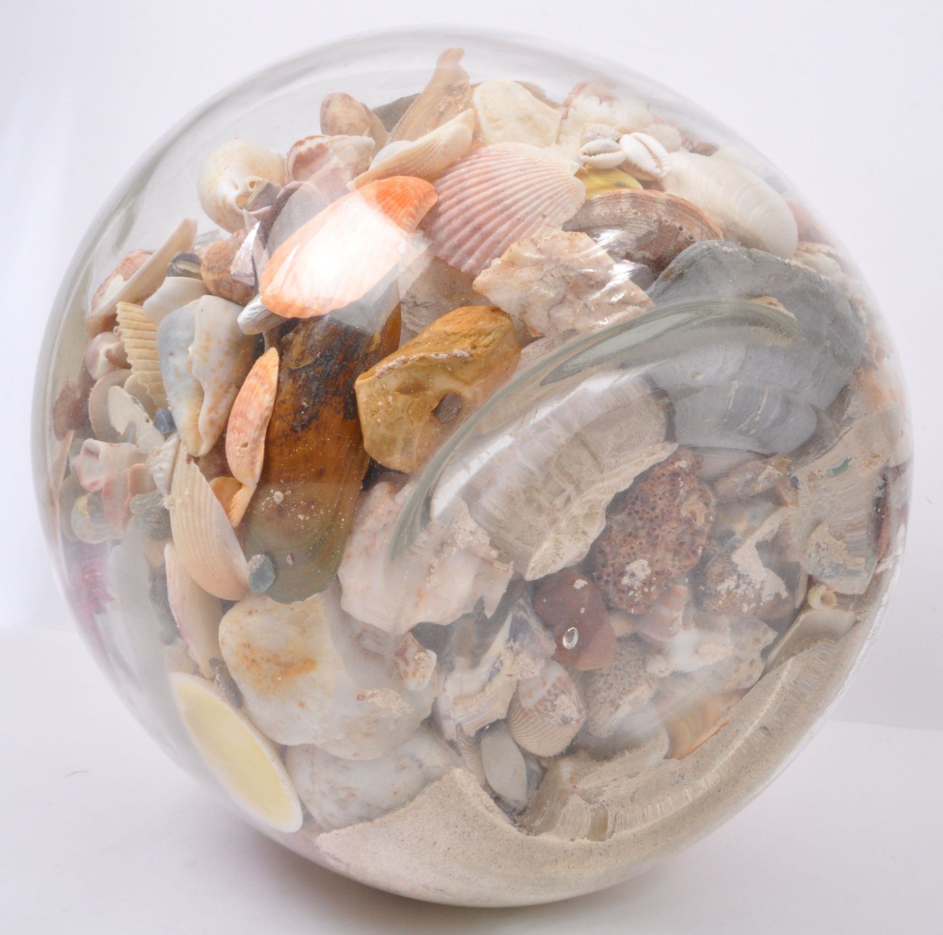 COLLECTION OF SEASHELLS IN GLASS TERRARIUM - Image 4 of 5