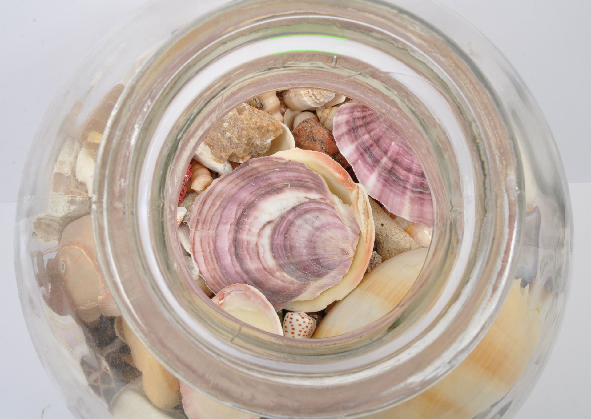 COLLECTION OF SEASHELLS IN GLASS TERRARIUM - Image 3 of 5