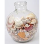 COLLECTION OF SEASHELLS IN GLASS TERRARIUM