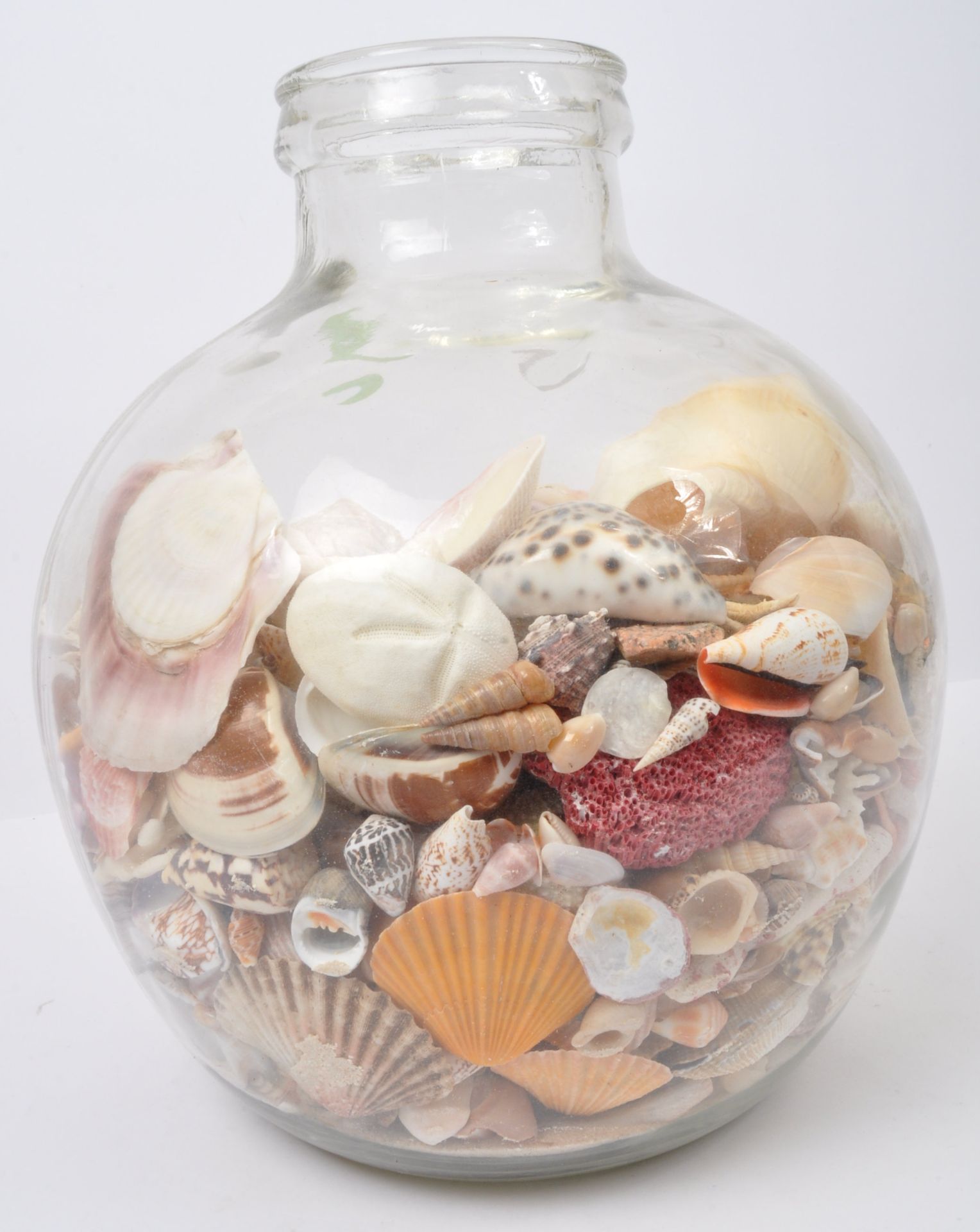 COLLECTION OF SEASHELLS IN GLASS TERRARIUM