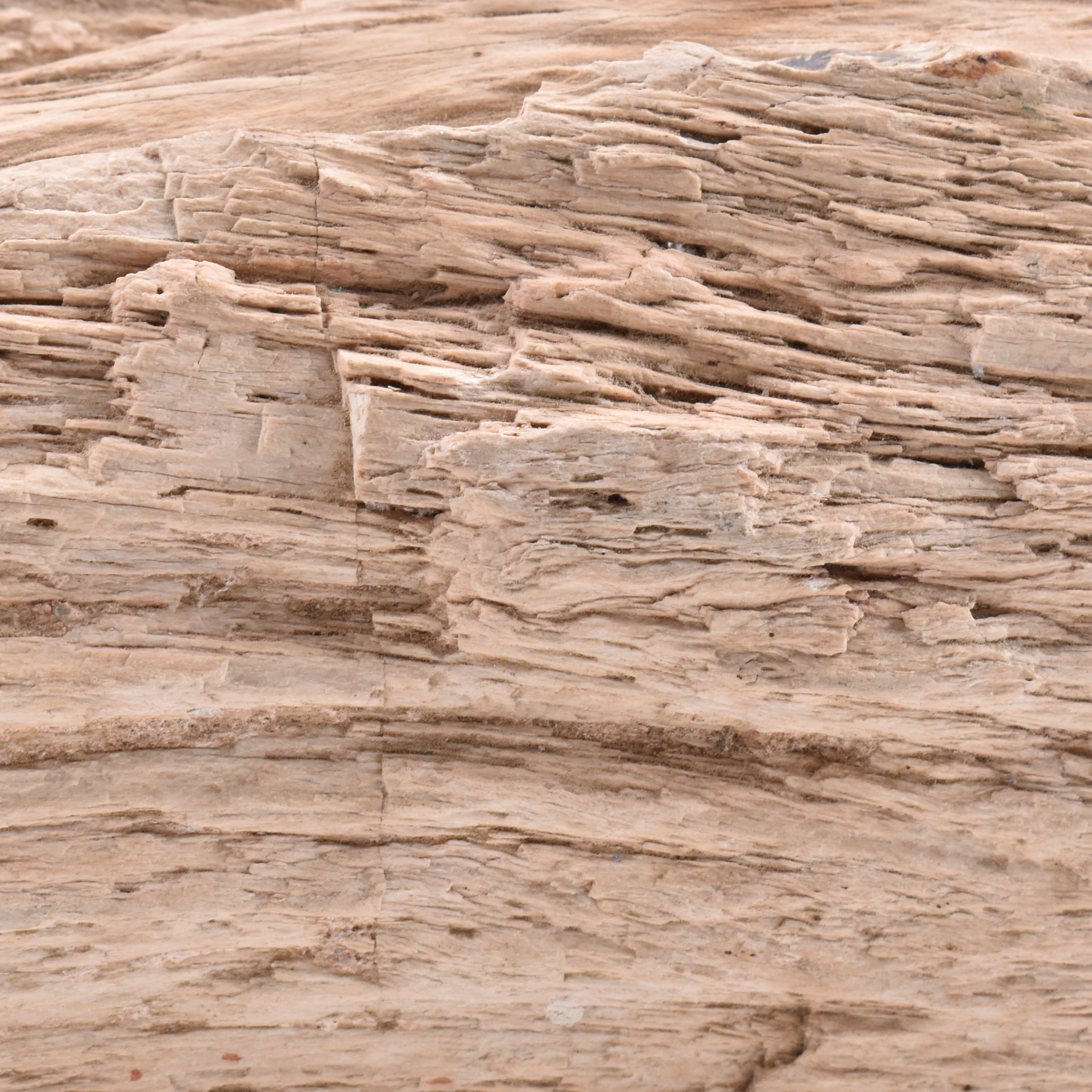 NATURAL HISTORY - PETRIFIED WOOD MINERAL SPECIMEN - Image 5 of 5