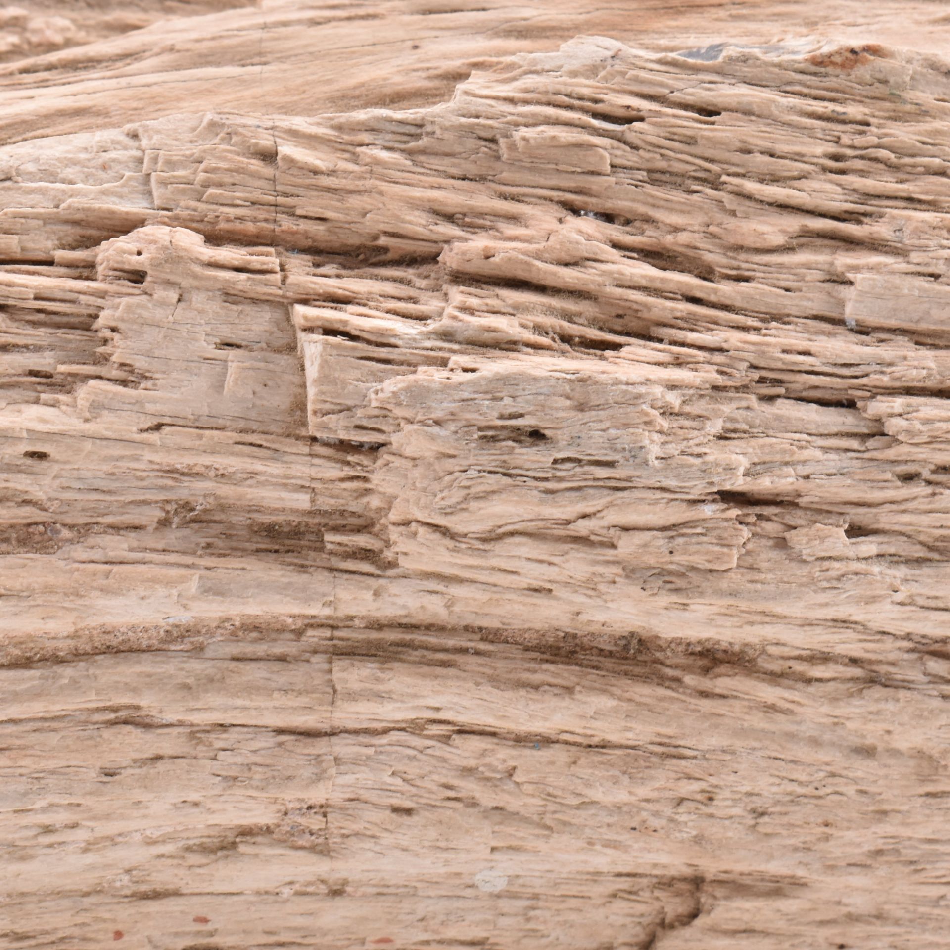 NATURAL HISTORY - PETRIFIED WOOD MINERAL SPECIMEN - Image 5 of 5