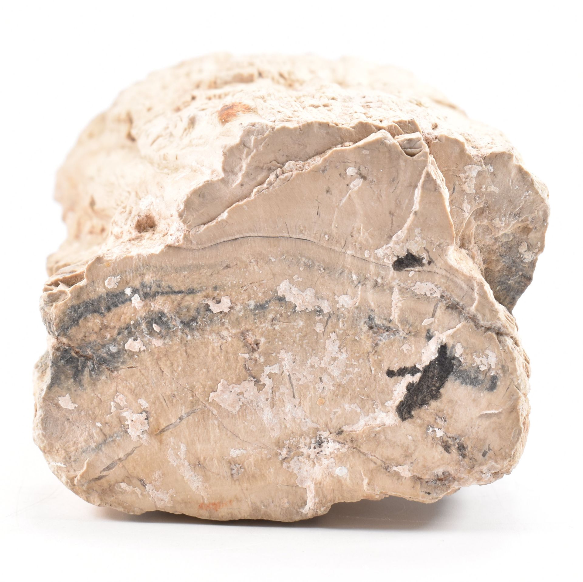 NATURAL HISTORY - PETRIFIED WOOD MINERAL SPECIMEN - Image 4 of 5