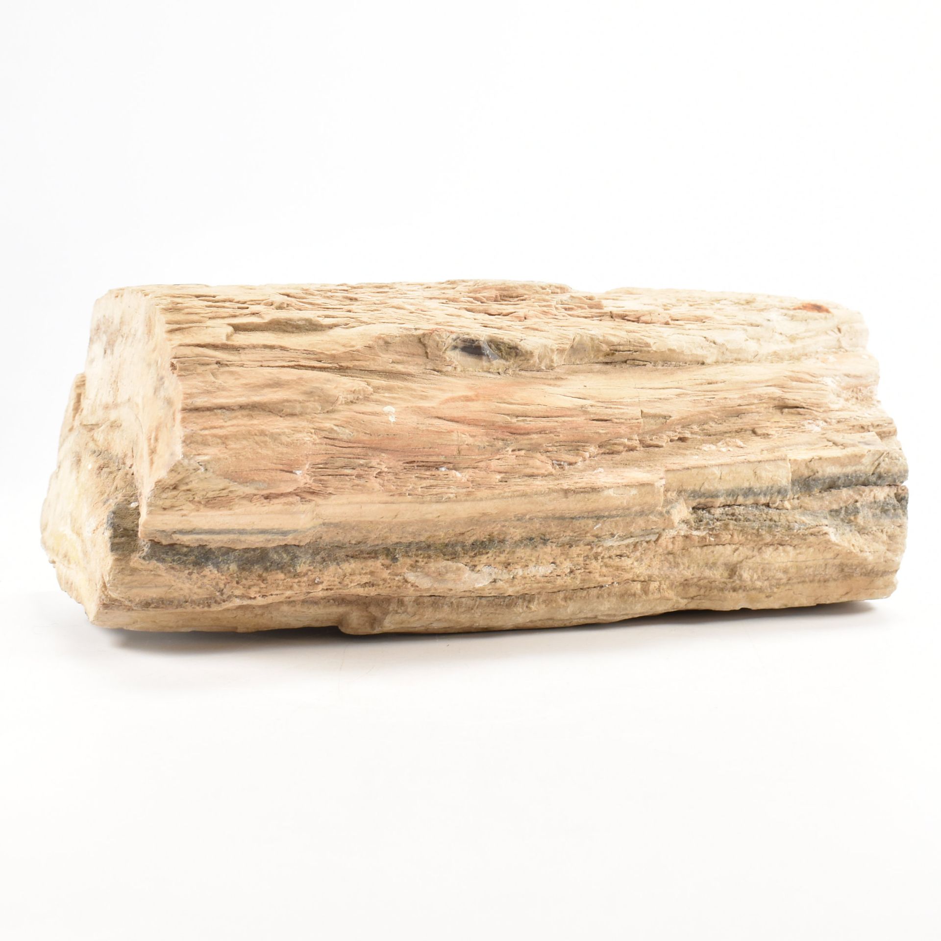 NATURAL HISTORY - PETRIFIED WOOD MINERAL SPECIMEN