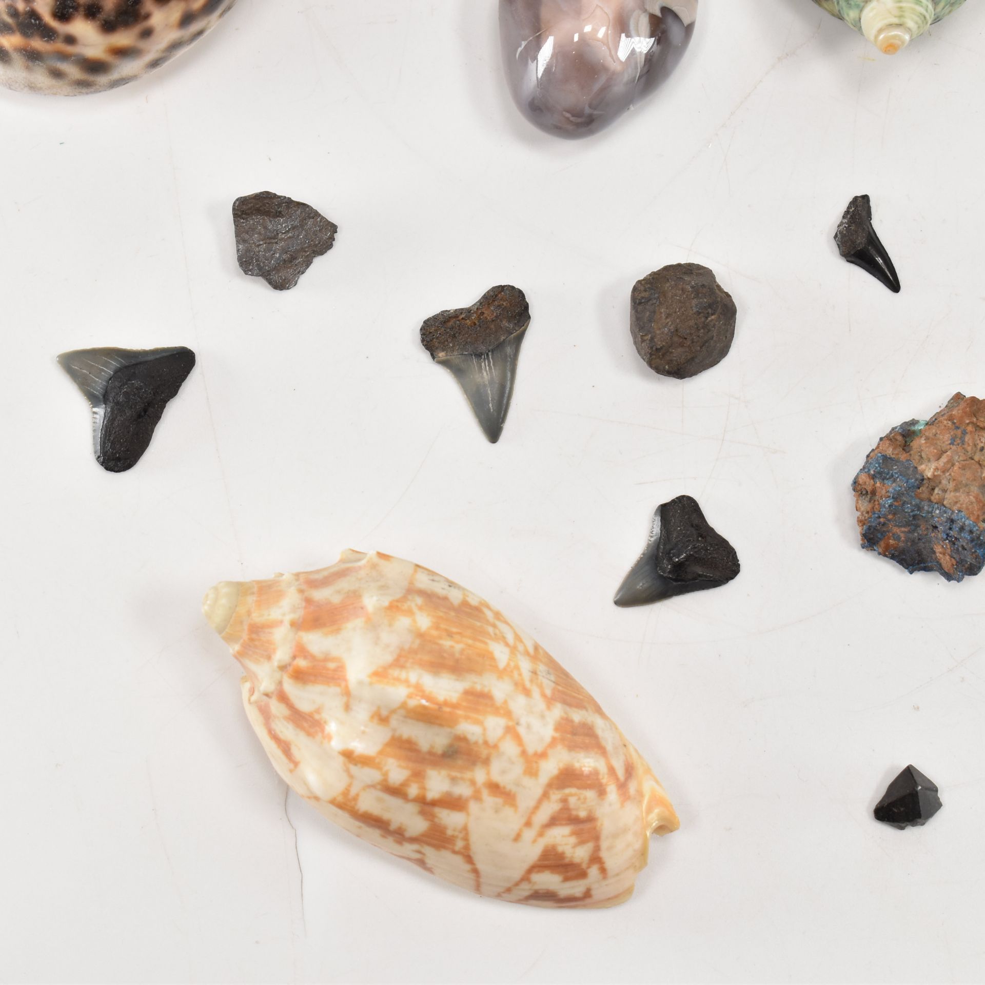 NATURAL HISTORY - ASSORTED MINERAL SPECIMENS & SHELLS - Image 5 of 9