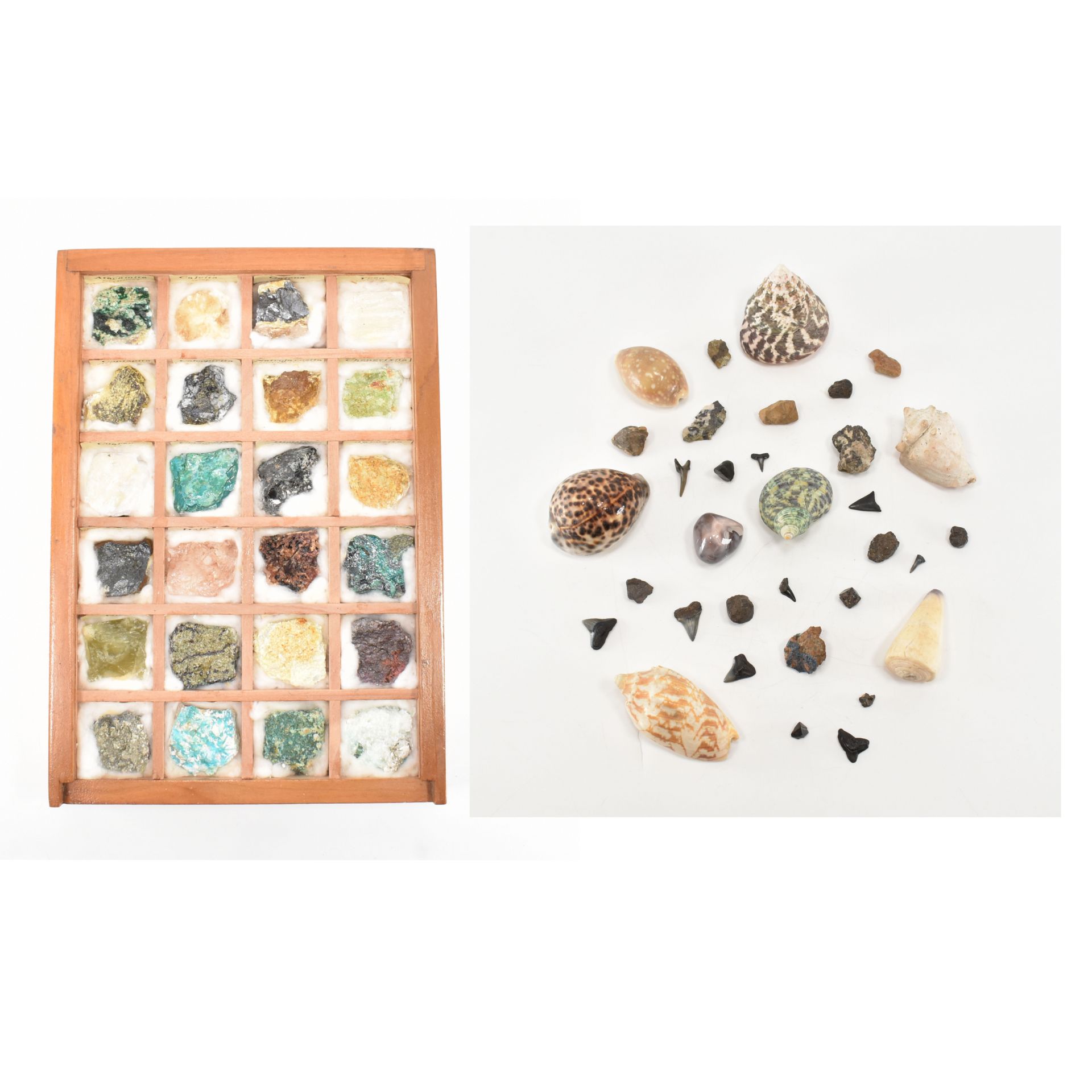 NATURAL HISTORY - ASSORTED MINERAL SPECIMENS & SHELLS