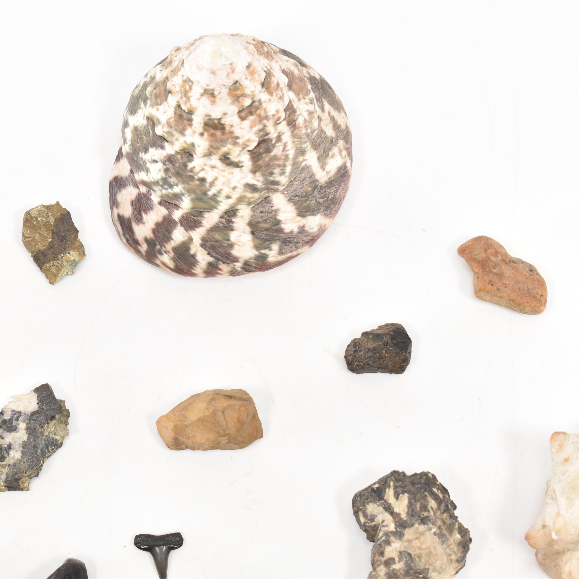NATURAL HISTORY - ASSORTED MINERAL SPECIMENS & SHELLS - Image 8 of 9