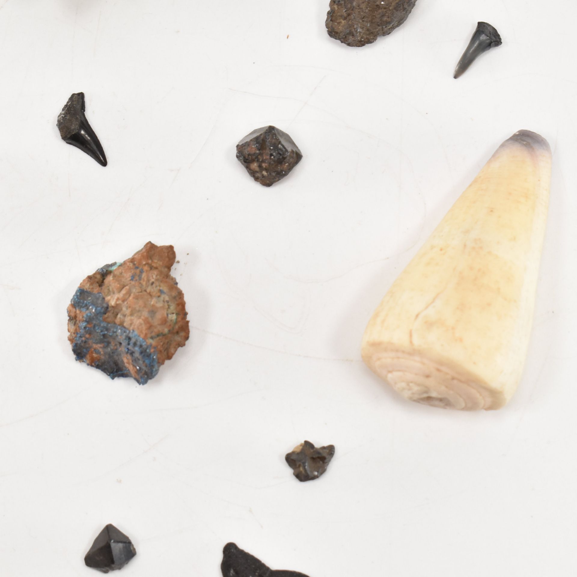 NATURAL HISTORY - ASSORTED MINERAL SPECIMENS & SHELLS - Image 6 of 9