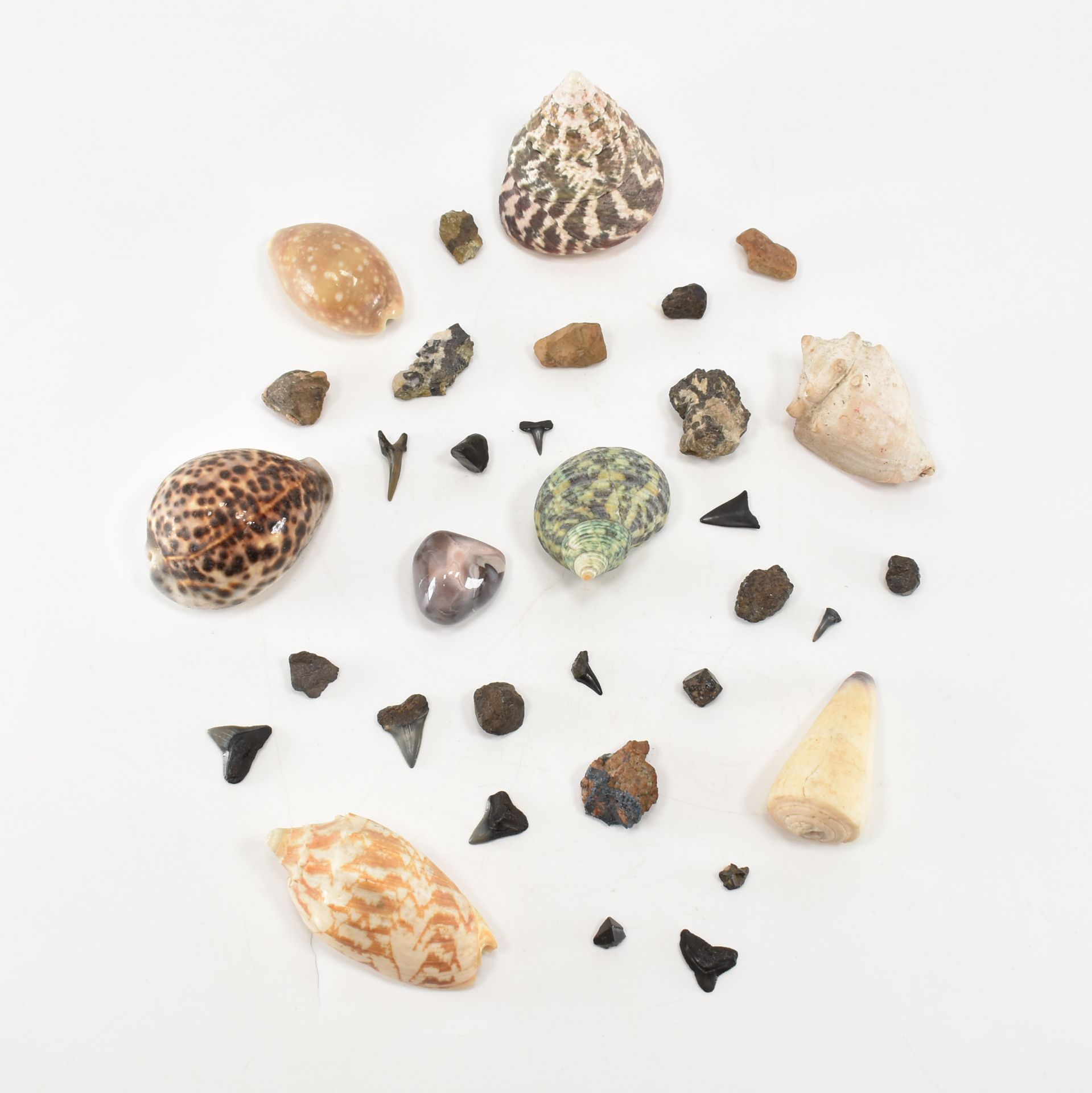 NATURAL HISTORY - ASSORTED MINERAL SPECIMENS & SHELLS - Image 4 of 9