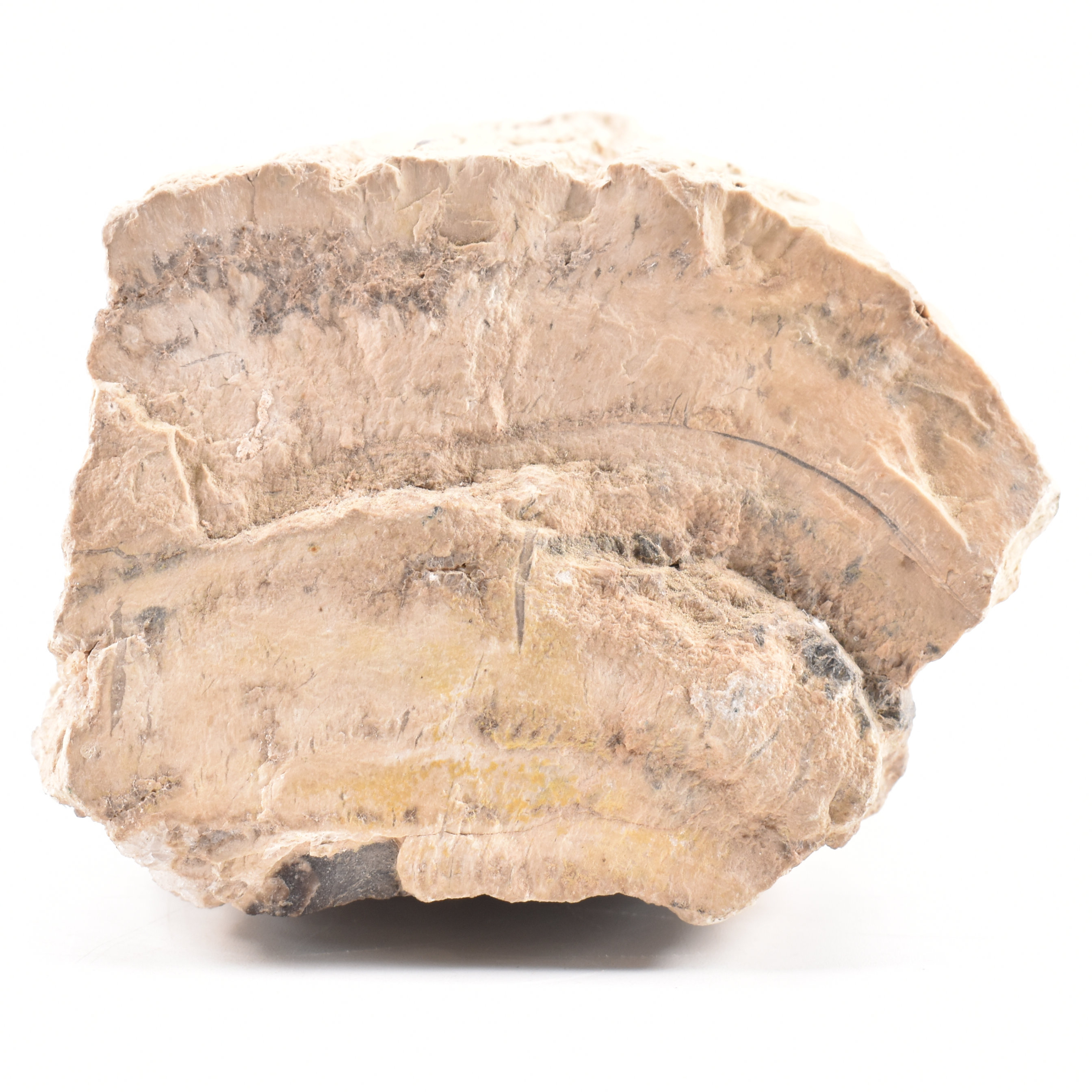 NATURAL HISTORY - PETRIFIED WOOD MINERAL SPECIMEN - Image 3 of 5