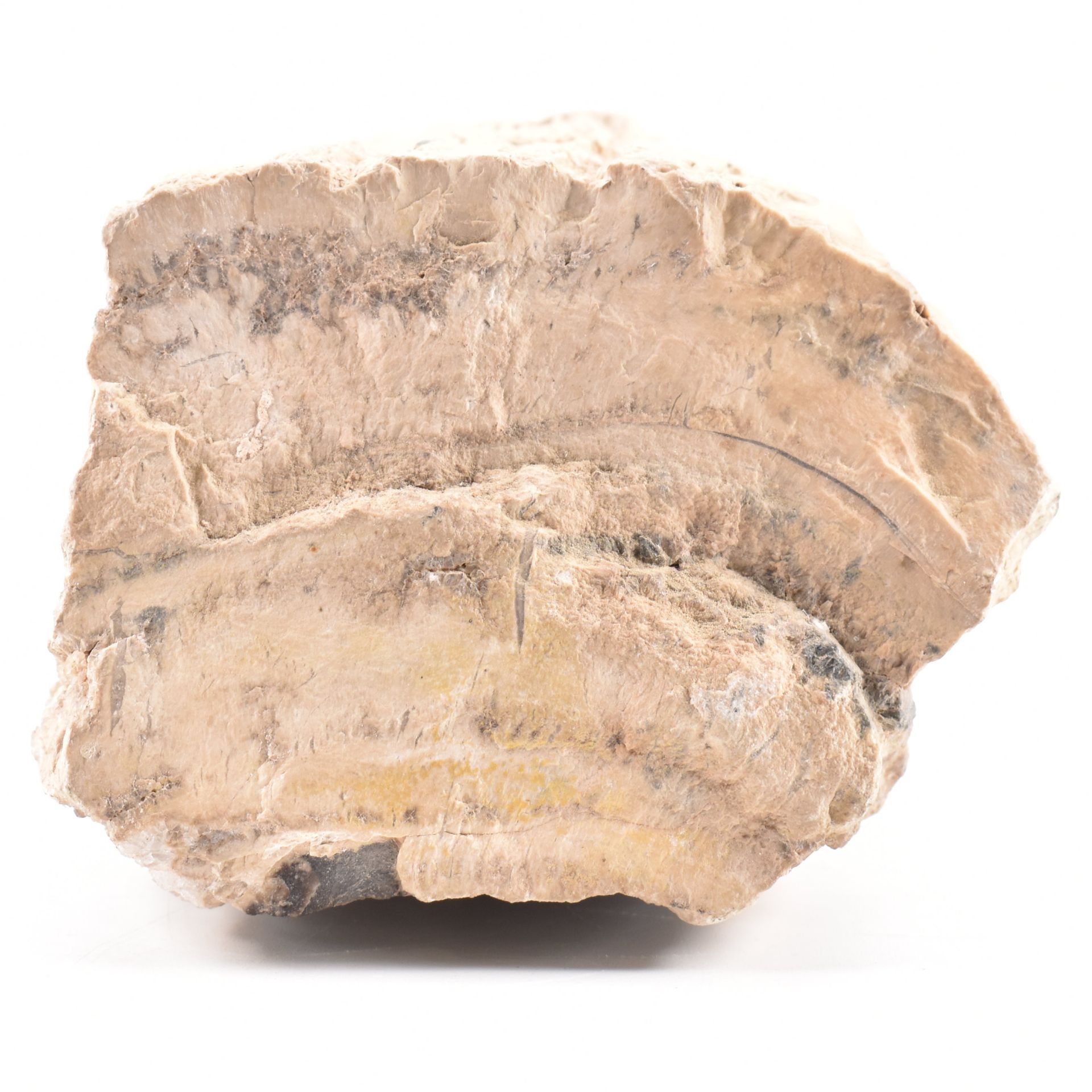 NATURAL HISTORY - PETRIFIED WOOD MINERAL SPECIMEN - Image 3 of 5
