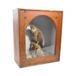 TAXIDERMY - A LATE VICTORIAN COMMON FEMALE KESTREL