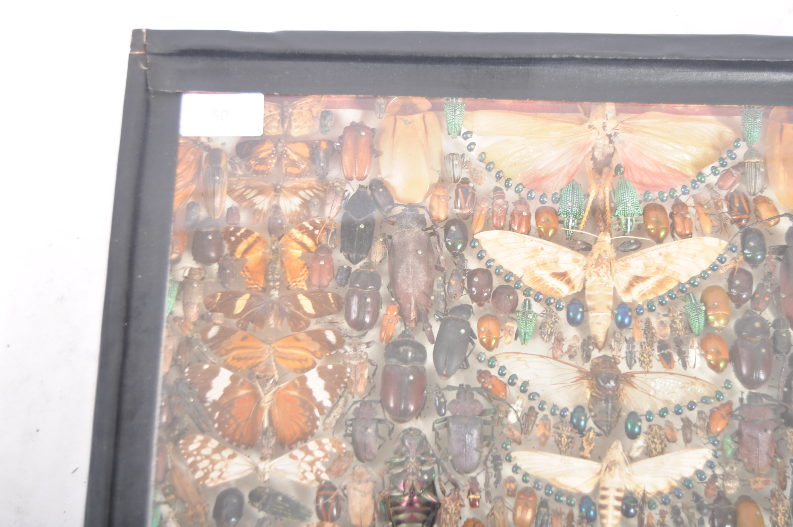 VICTORIAN ENTOMOLOGY CASED DISPLAY OF INSECTS - Image 5 of 8