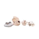 NATURAL HISTORY INTEREST: THREE SMALL MAMMAL SKULLS & FOSSIL