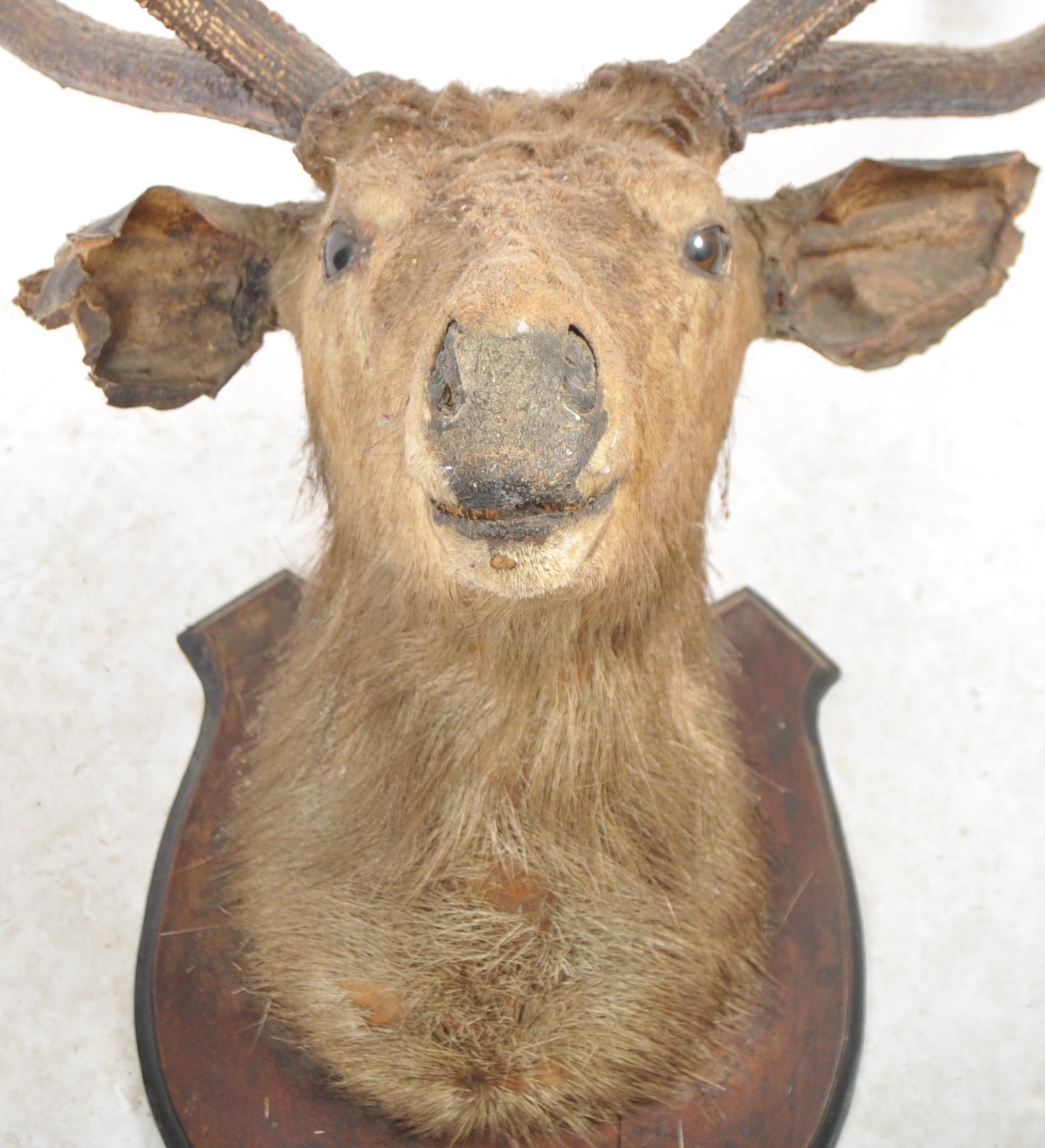 TAXIDERMY & NATURAL HISTORY - LARGE DEER ANTLERS - Image 3 of 8