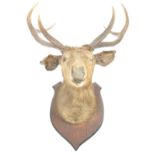 TAXIDERMY & NATURAL HISTORY - LARGE DEER ANTLERS