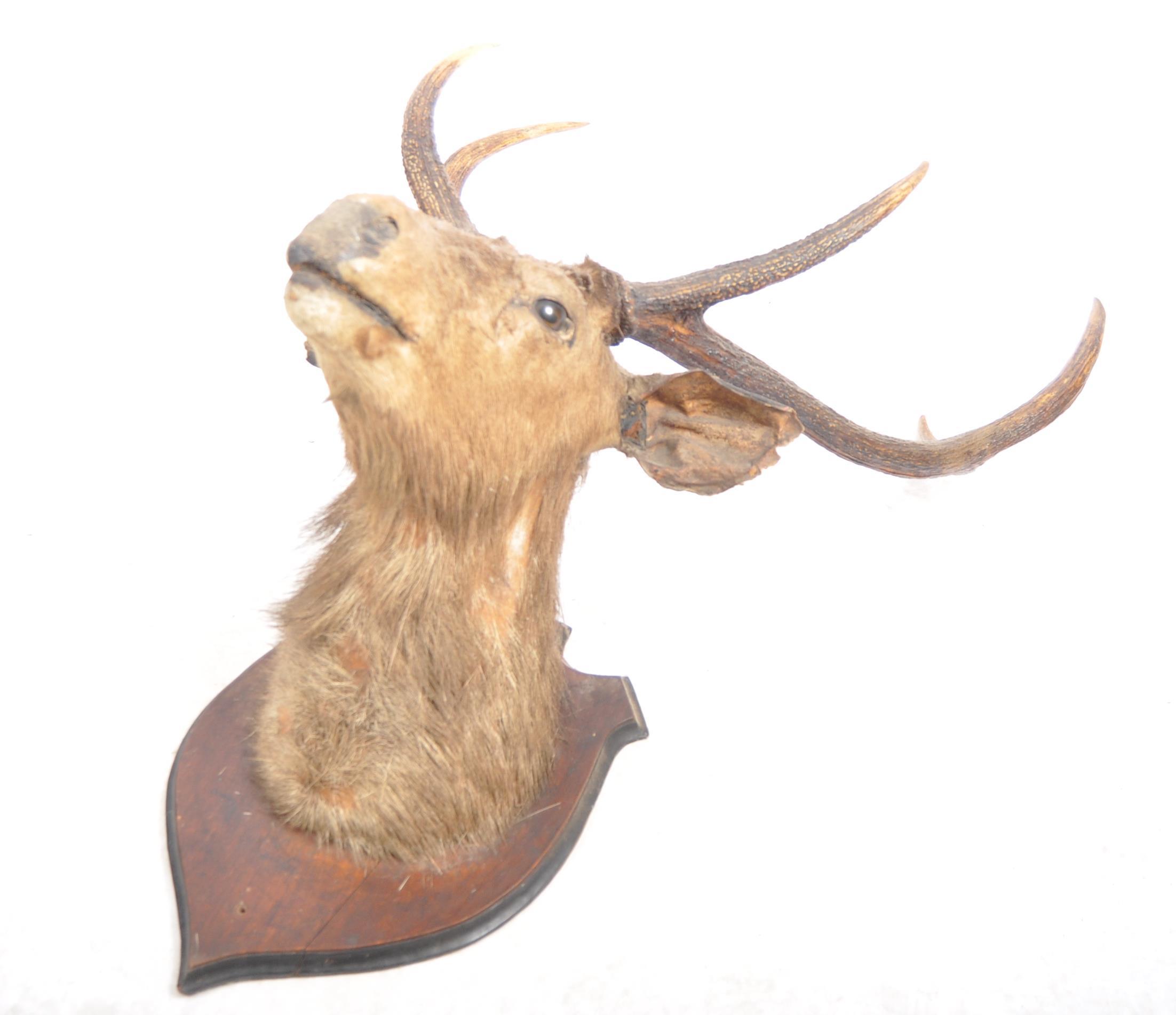 TAXIDERMY & NATURAL HISTORY - LARGE DEER ANTLERS - Image 5 of 8