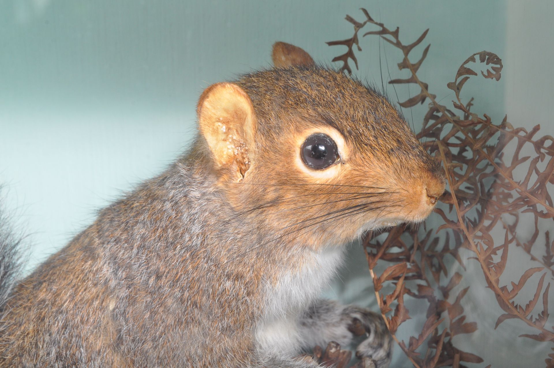 20TH CENTURY TAXIDERMY STUDY OF GREY SQUIRREL - Image 3 of 5