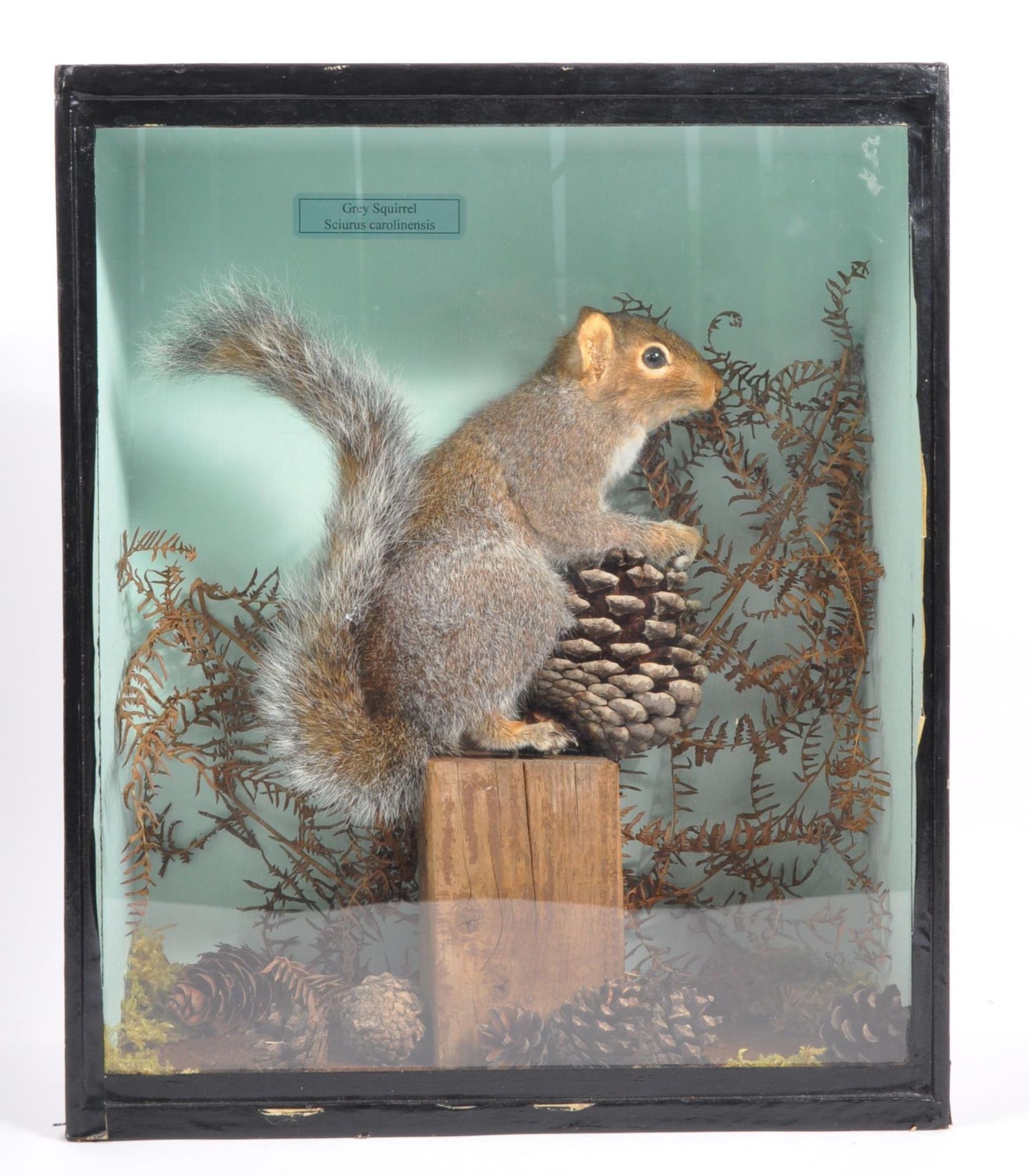 20TH CENTURY TAXIDERMY STUDY OF GREY SQUIRREL