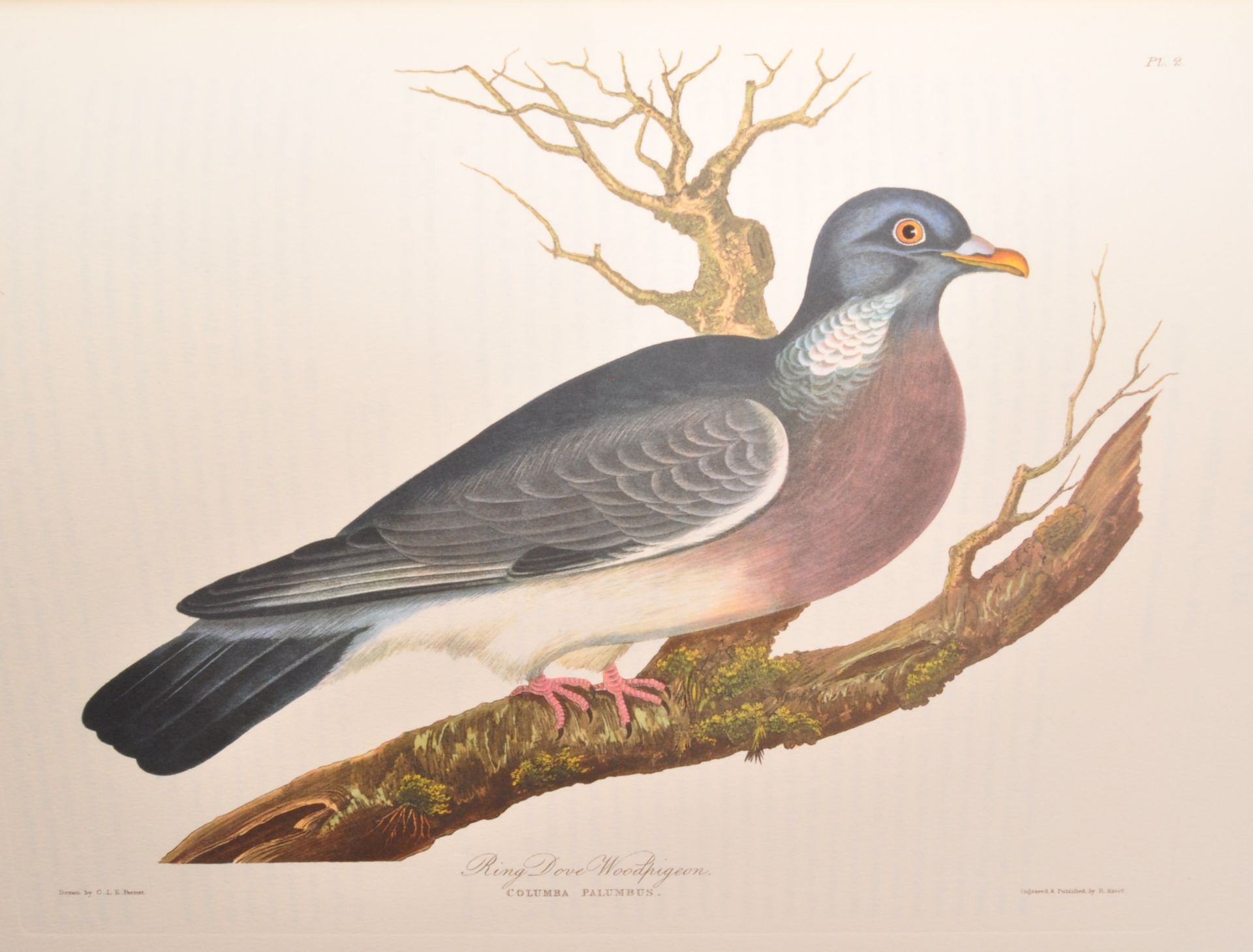 GAME BIRDS & PART 1 SELECTION OF BRITISH BIRDS LTD EDITION - Image 8 of 8