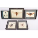 COLLECTION OF VINTAGE FRAMED INSECTS / ENTOMOLOGY INTEREST