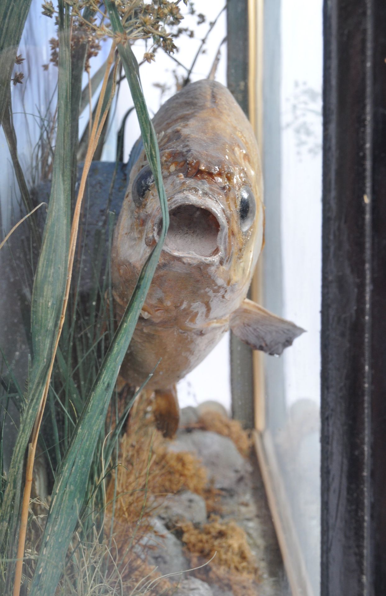 TAXIDERMY INTEREST - A 1920S TAXIDERMY CASED BREAM FISH - Image 4 of 8