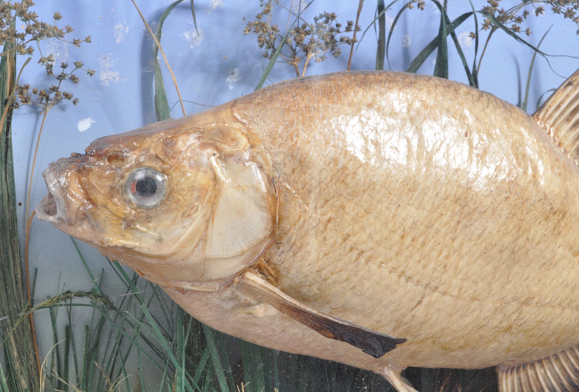 TAXIDERMY INTEREST - A 1920S TAXIDERMY CASED BREAM FISH - Image 2 of 8