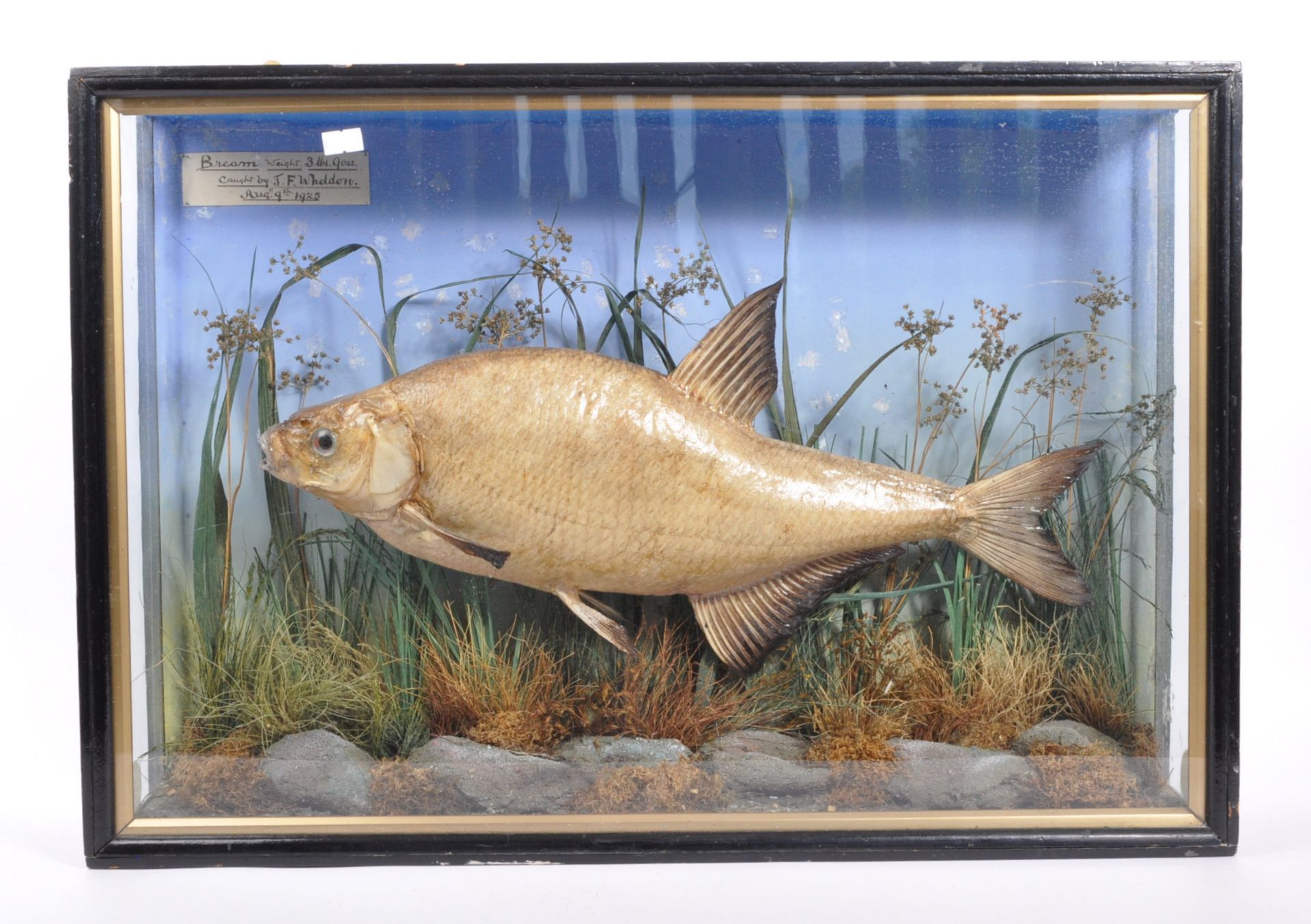 TAXIDERMY INTEREST - A 1920S TAXIDERMY CASED BREAM FISH