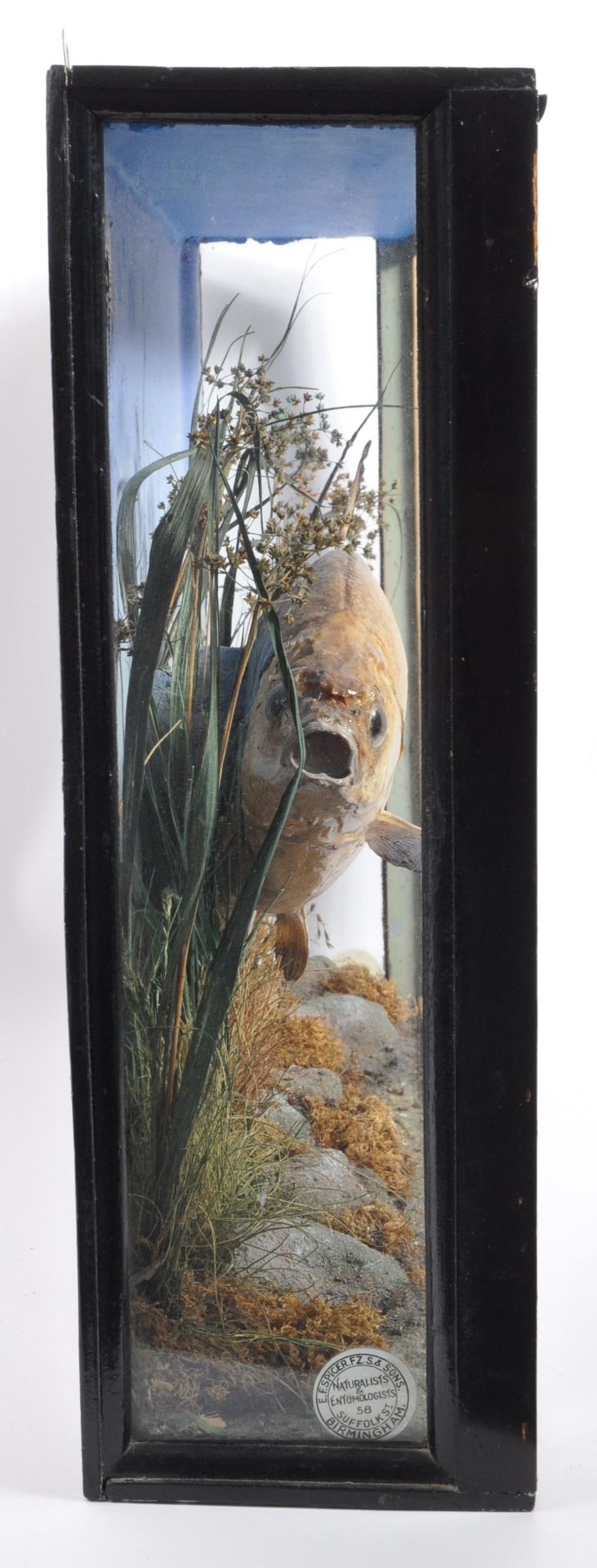 TAXIDERMY INTEREST - A 1920S TAXIDERMY CASED BREAM FISH - Image 5 of 8