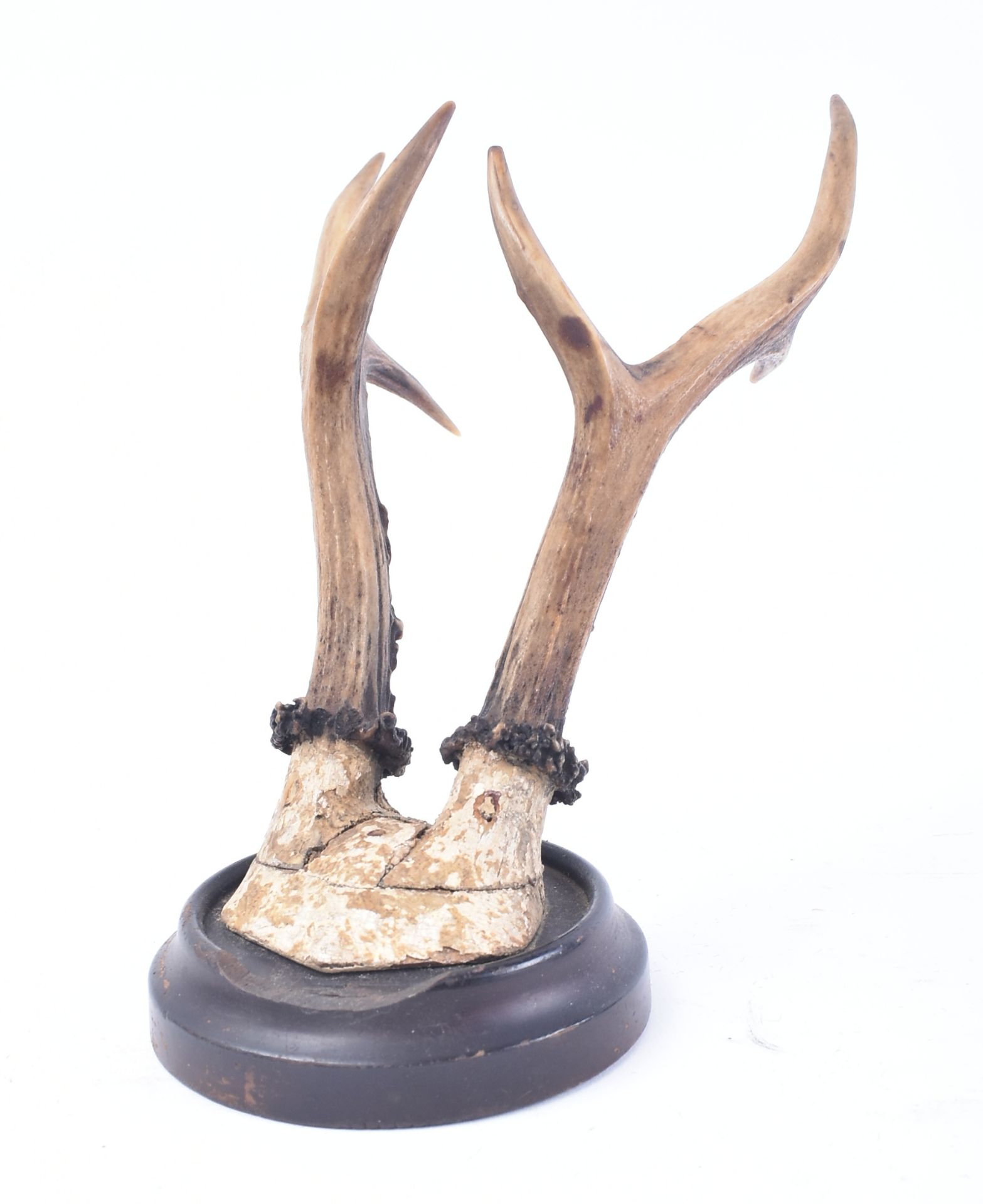 SEVEN EARLY 20TH CENTURY MOUNTED ANIMAL SKULLS - Image 6 of 7