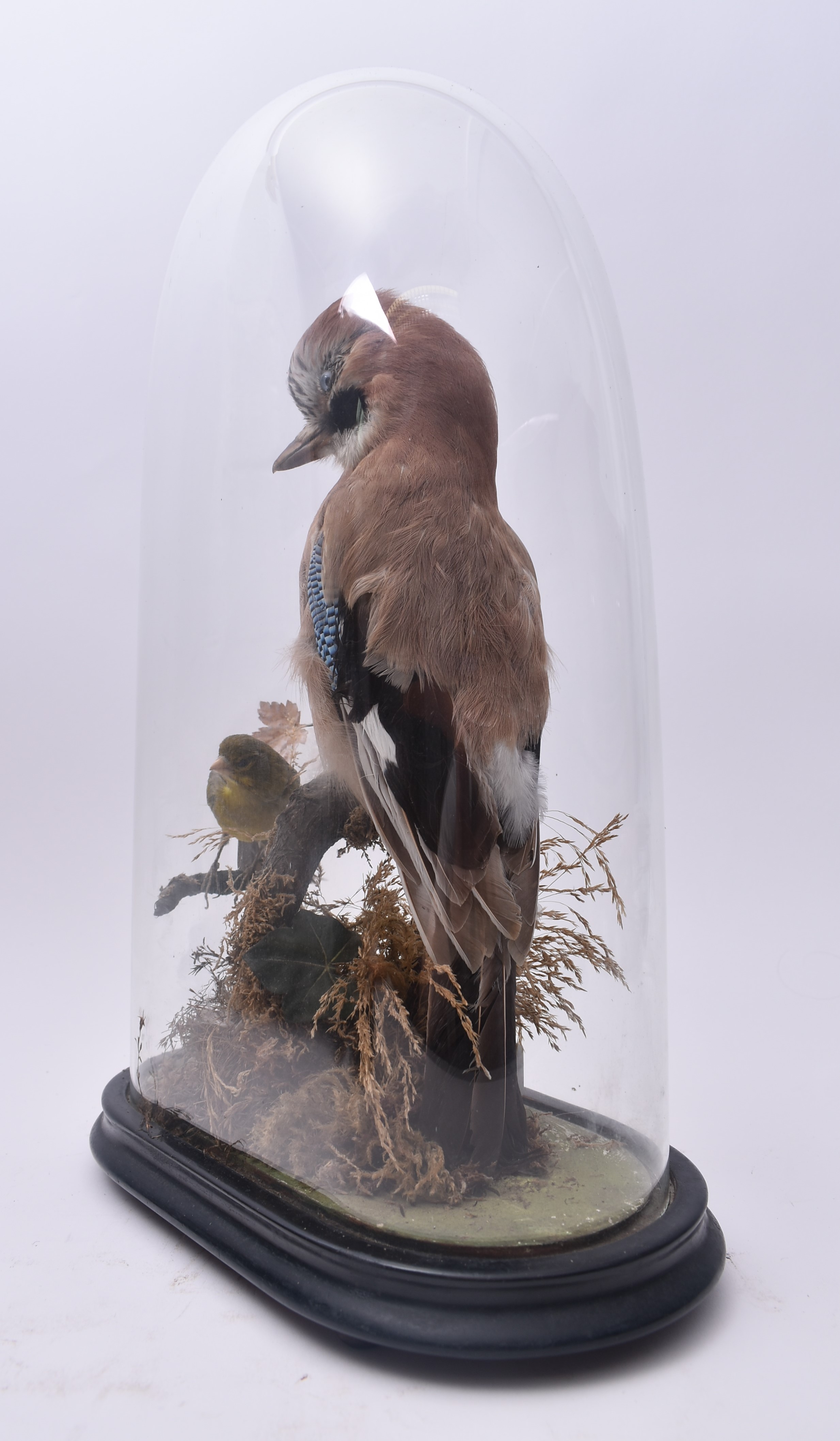 TAXIDERMY - LATE VICTORIAN STUDY OF JAY & GREEN FINCH IN DOME - Image 4 of 5