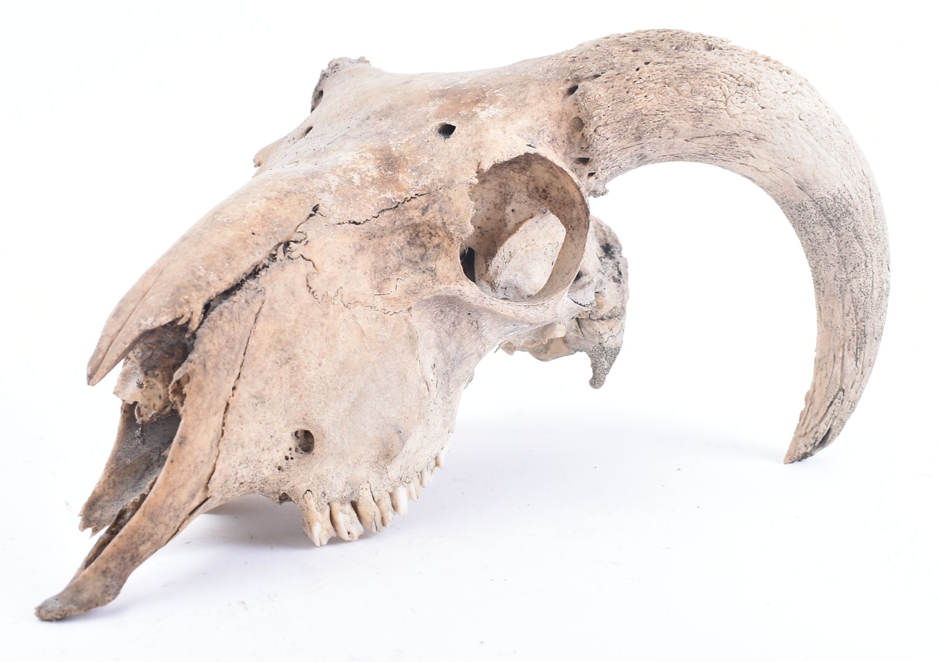 SEVEN EARLY 20TH CENTURY MOUNTED ANIMAL SKULLS - Image 7 of 7