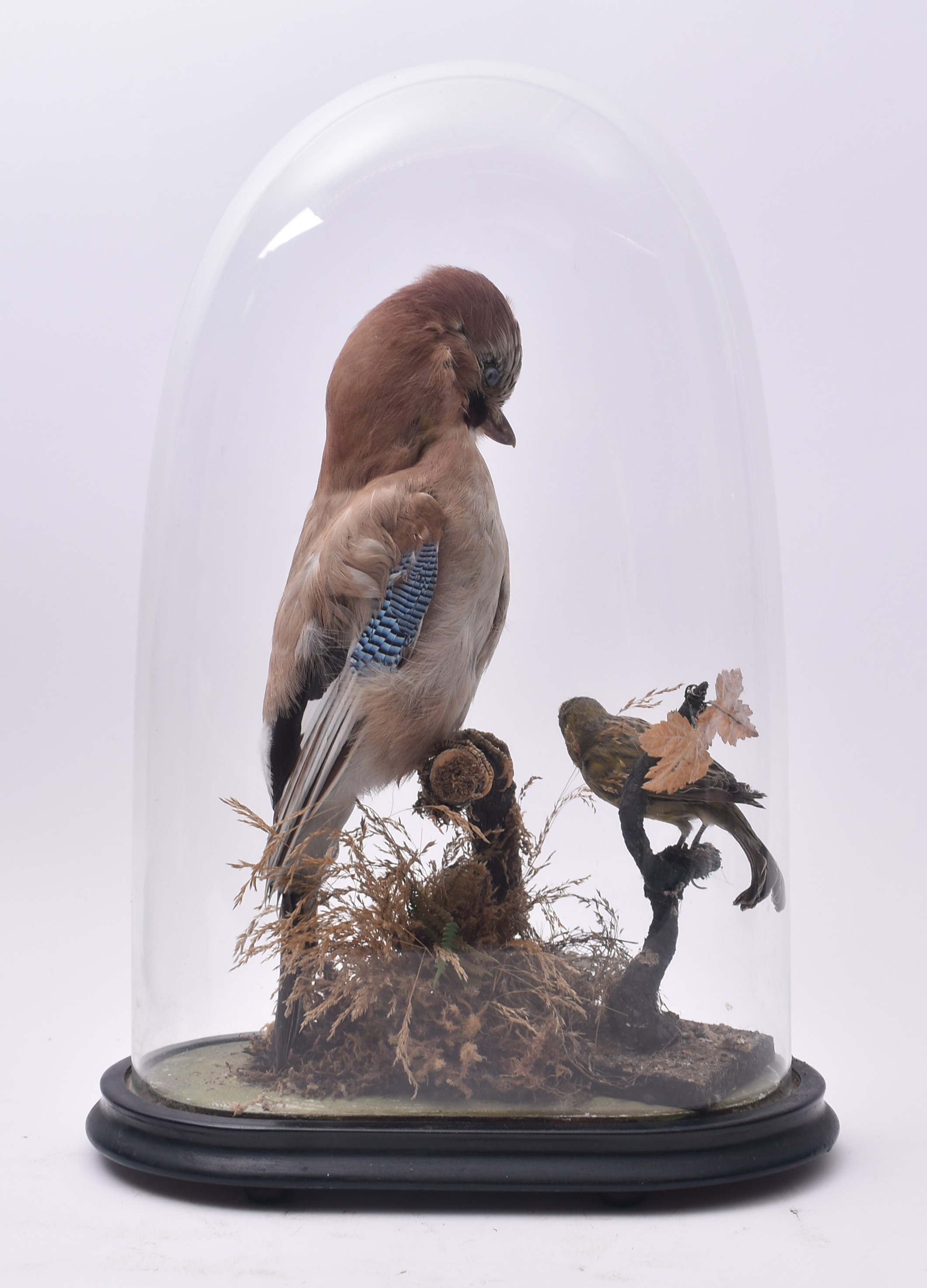 TAXIDERMY - LATE VICTORIAN STUDY OF JAY & GREEN FINCH IN DOME - Image 5 of 5