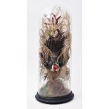 TAXIDERMY - VICTORIAN STUDY OF RED CARDINAL & FINCH IN DOME