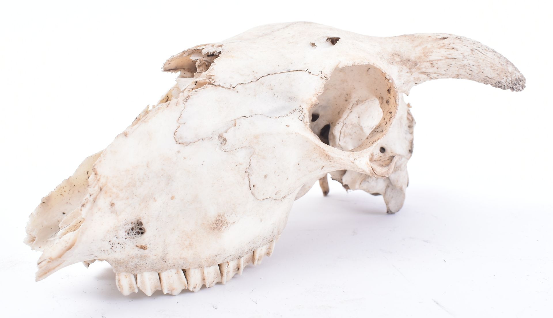 SEVEN EARLY 20TH CENTURY MOUNTED ANIMAL SKULLS - Image 5 of 7