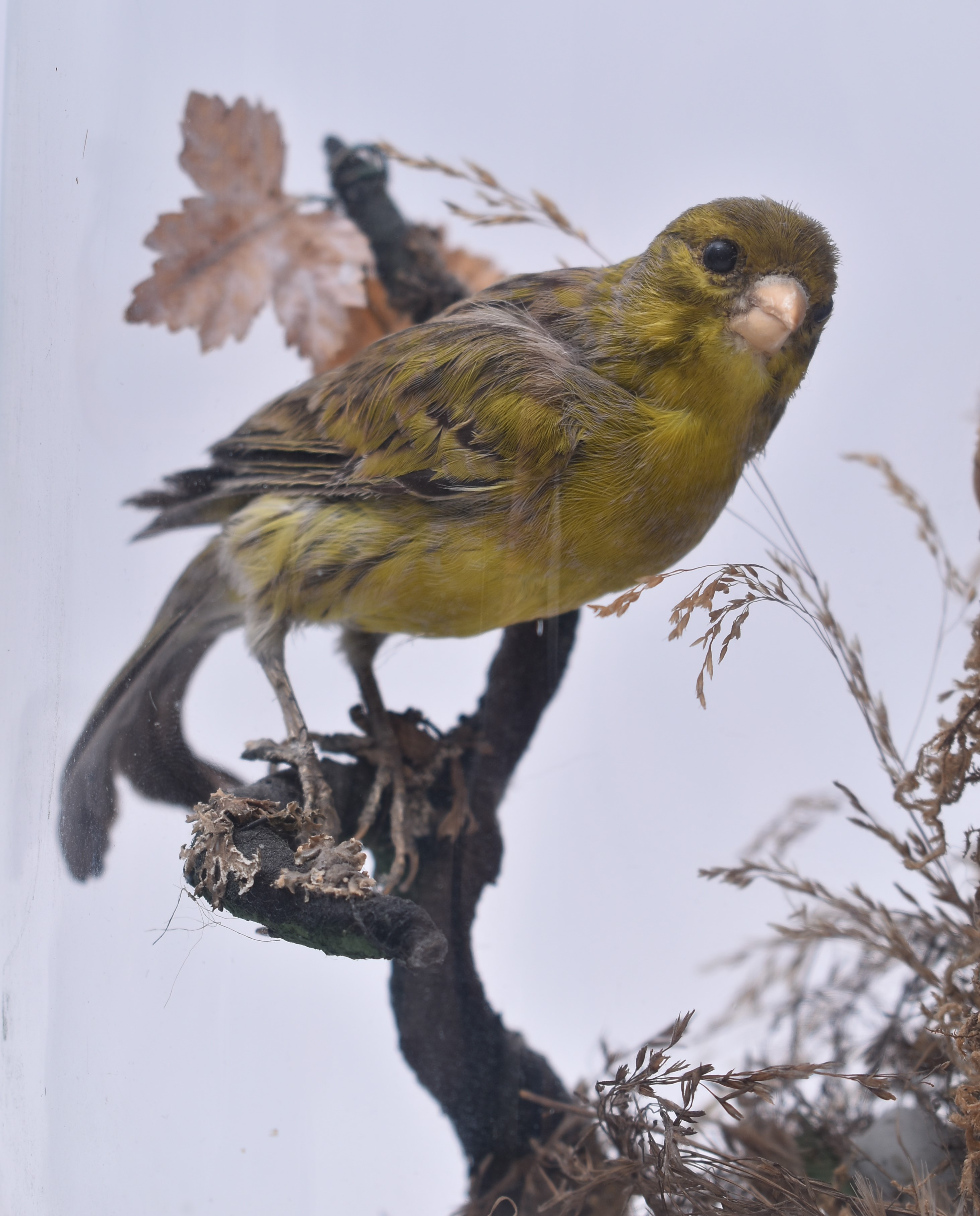 TAXIDERMY - LATE VICTORIAN STUDY OF JAY & GREEN FINCH IN DOME - Image 2 of 5