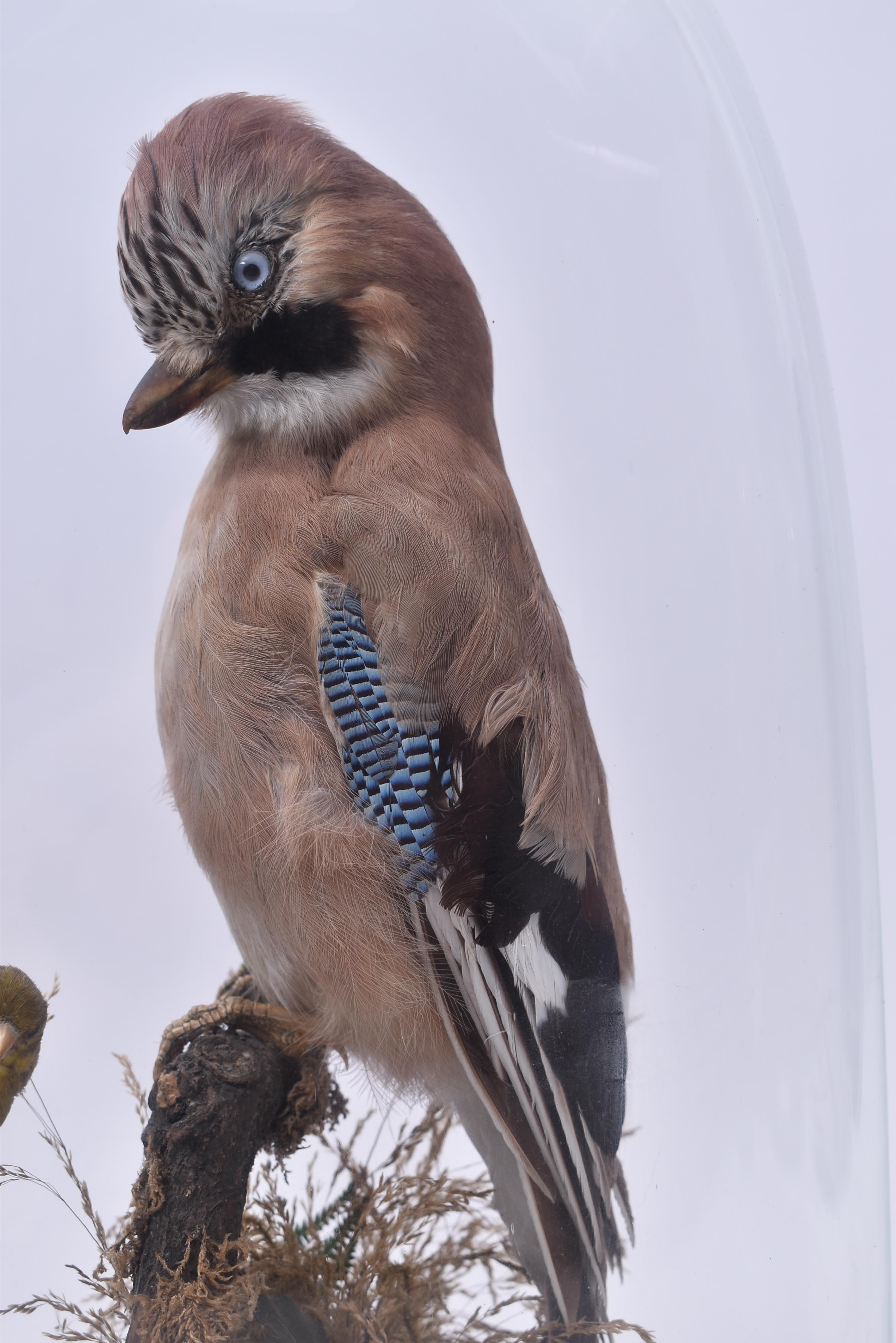 TAXIDERMY - LATE VICTORIAN STUDY OF JAY & GREEN FINCH IN DOME - Image 3 of 5